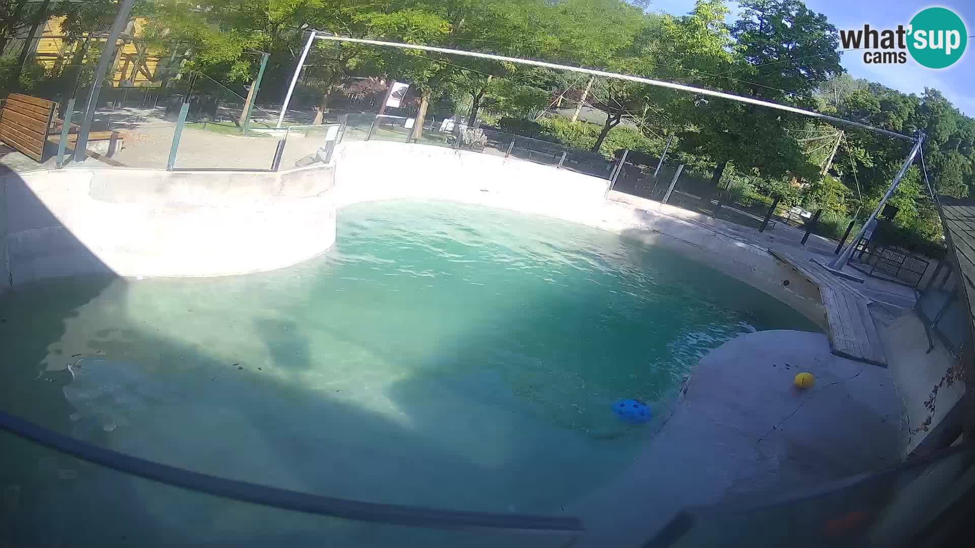 Zoo Zagreb – Kalifornischer Seelöwe