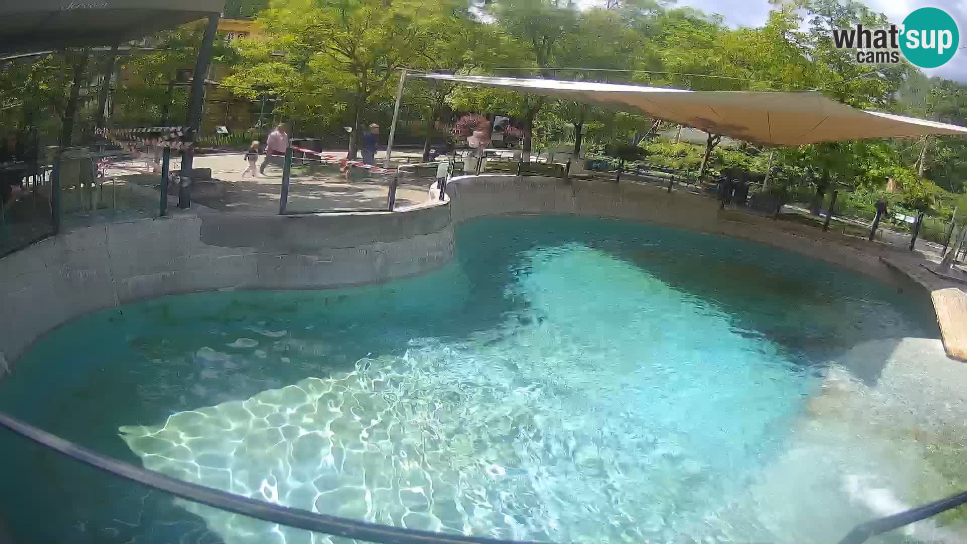 Zoo Zagreb – Kalifornischer Seelöwe