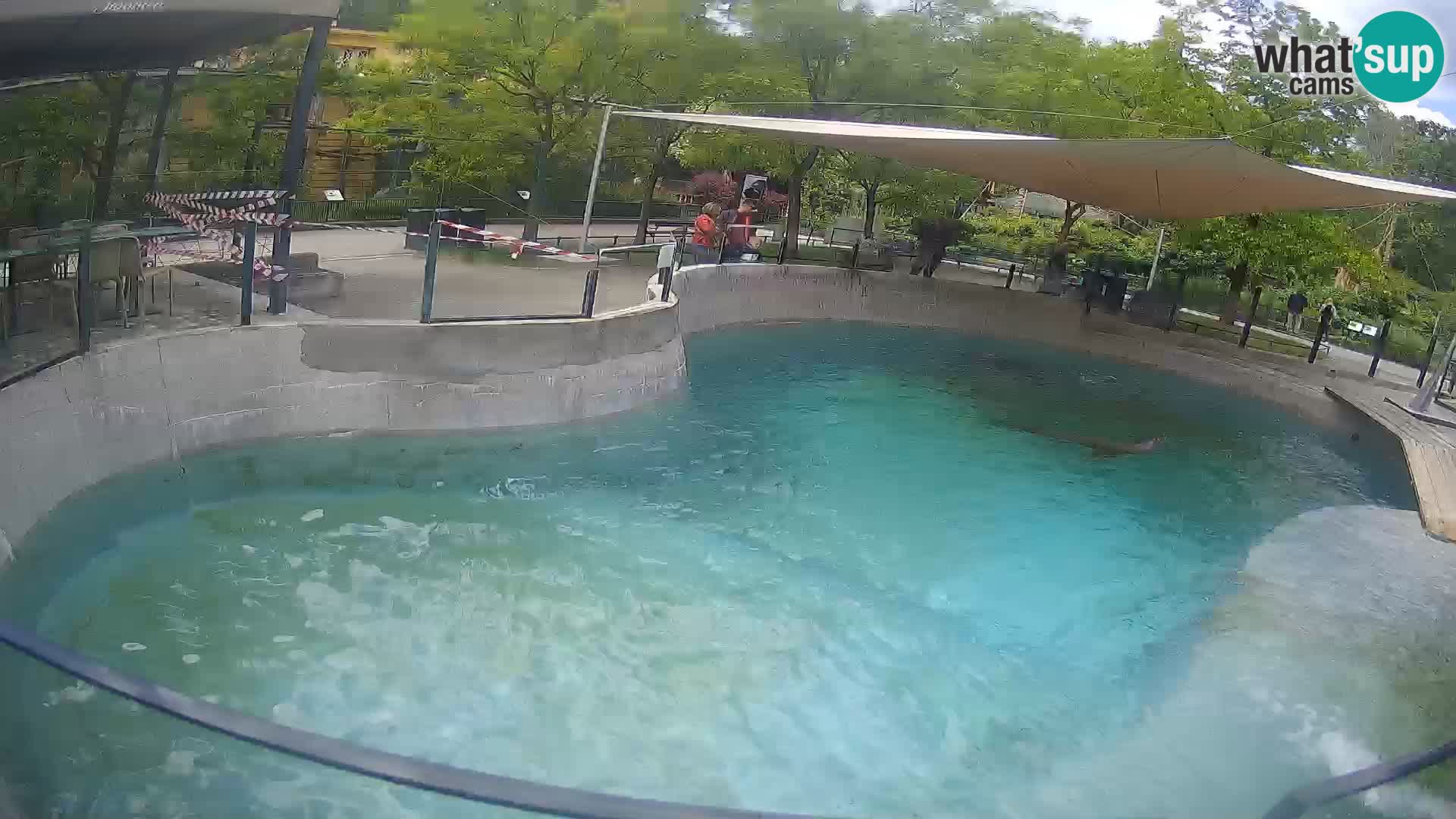 Zoo Zagreb – California Sea Lion