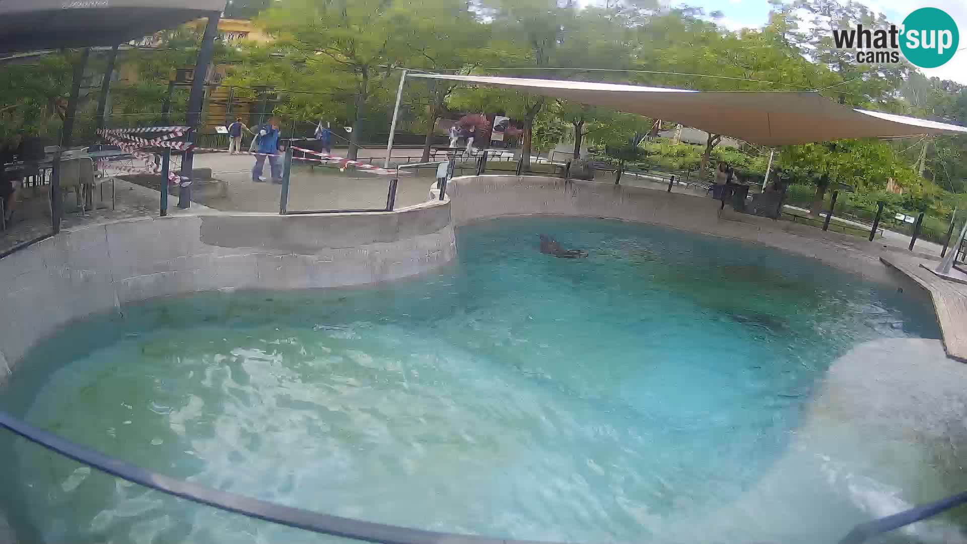 Zoo Zagreb – Kalifornijski morski lav