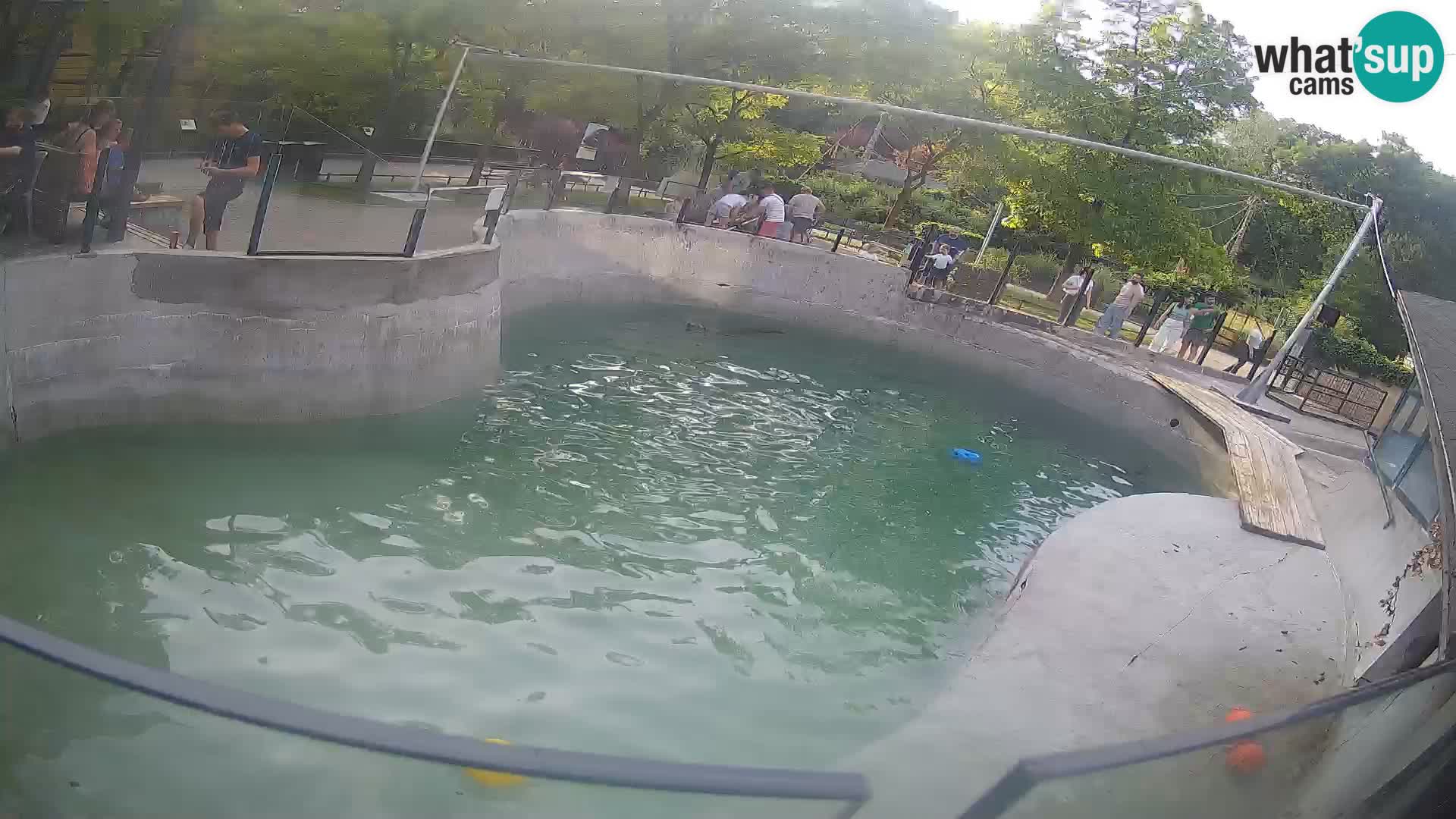 Zoo Zagreb – Kalifornijski morski lav