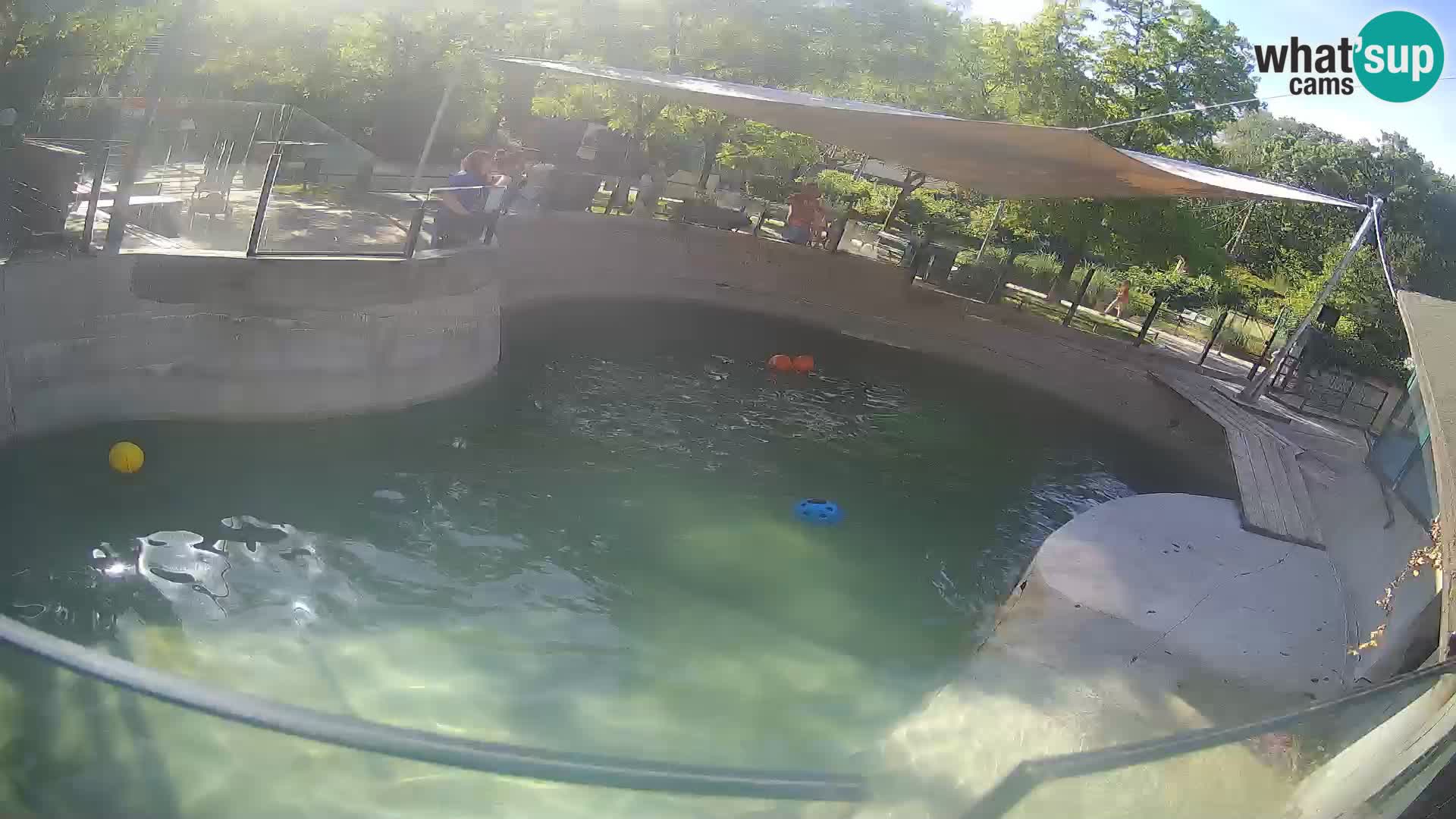Zoo Zagreb – Kalifornijski morski lav