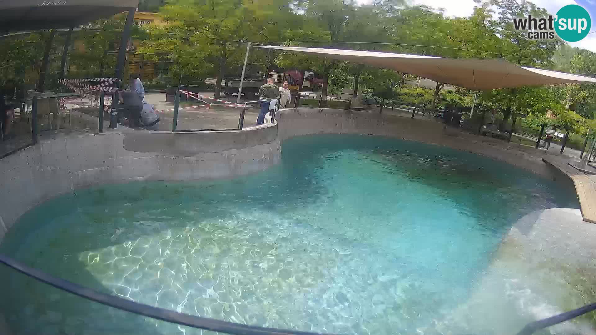 Zoo Zagreb – California Sea Lion