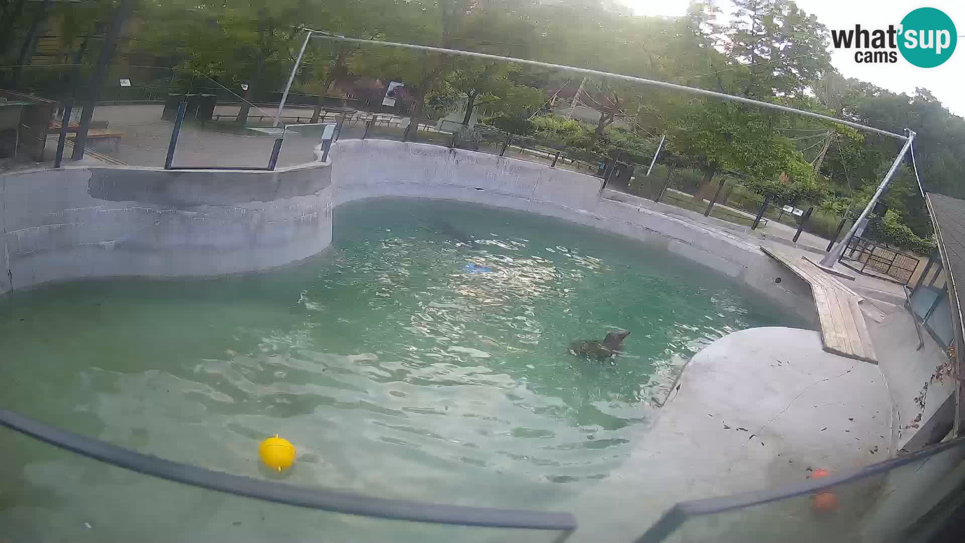 Zoo Zagreb –  León marino de California