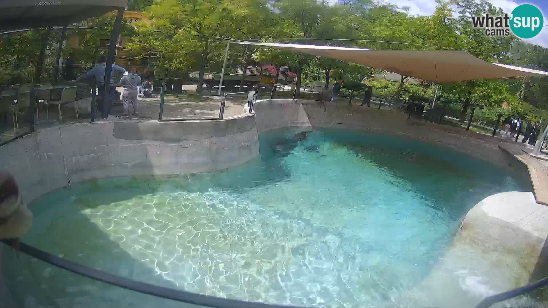 Zoo Zagreb – Kalifornijski morski lev
