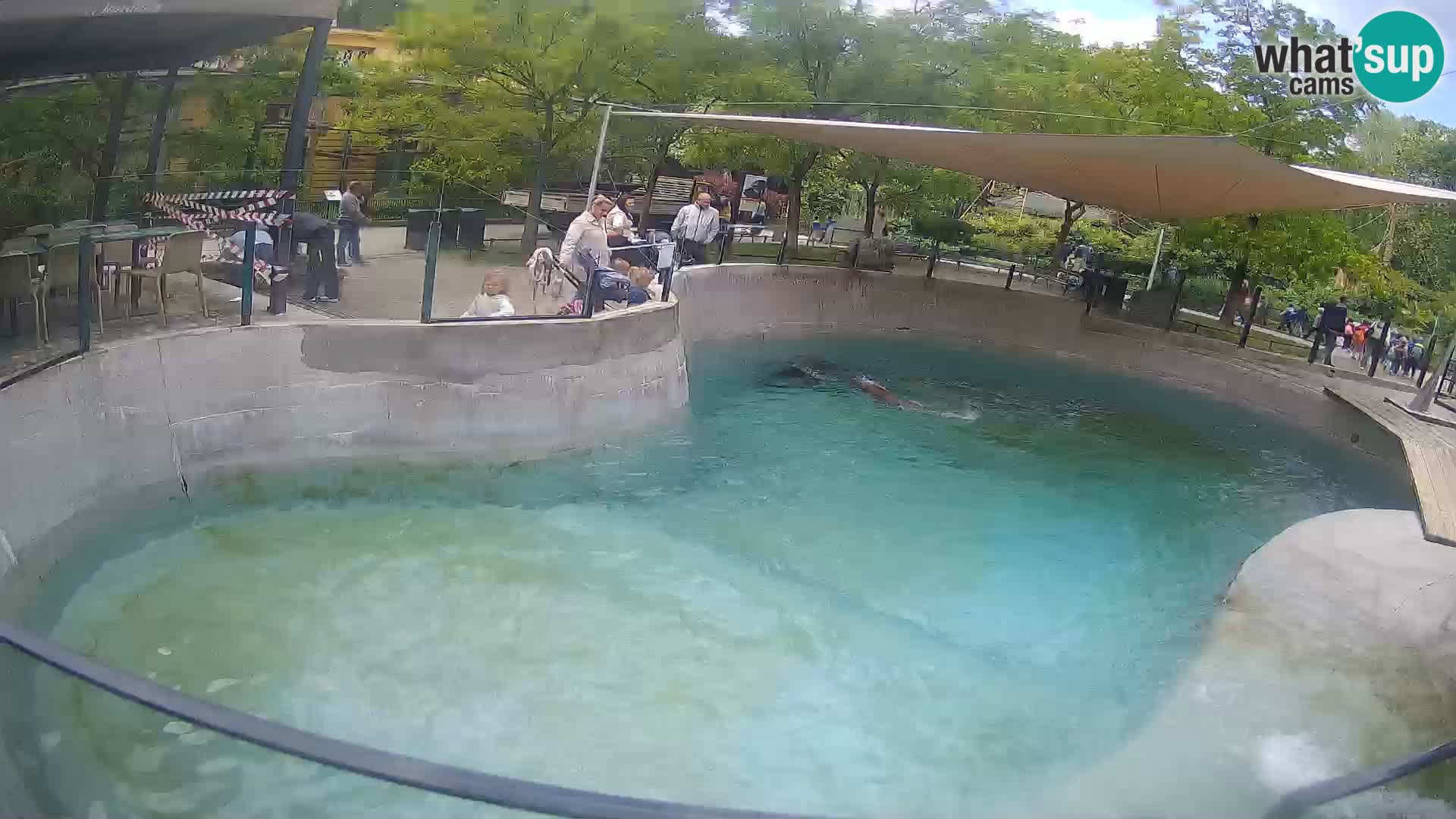 Zoo Zagreb – California Sea Lion