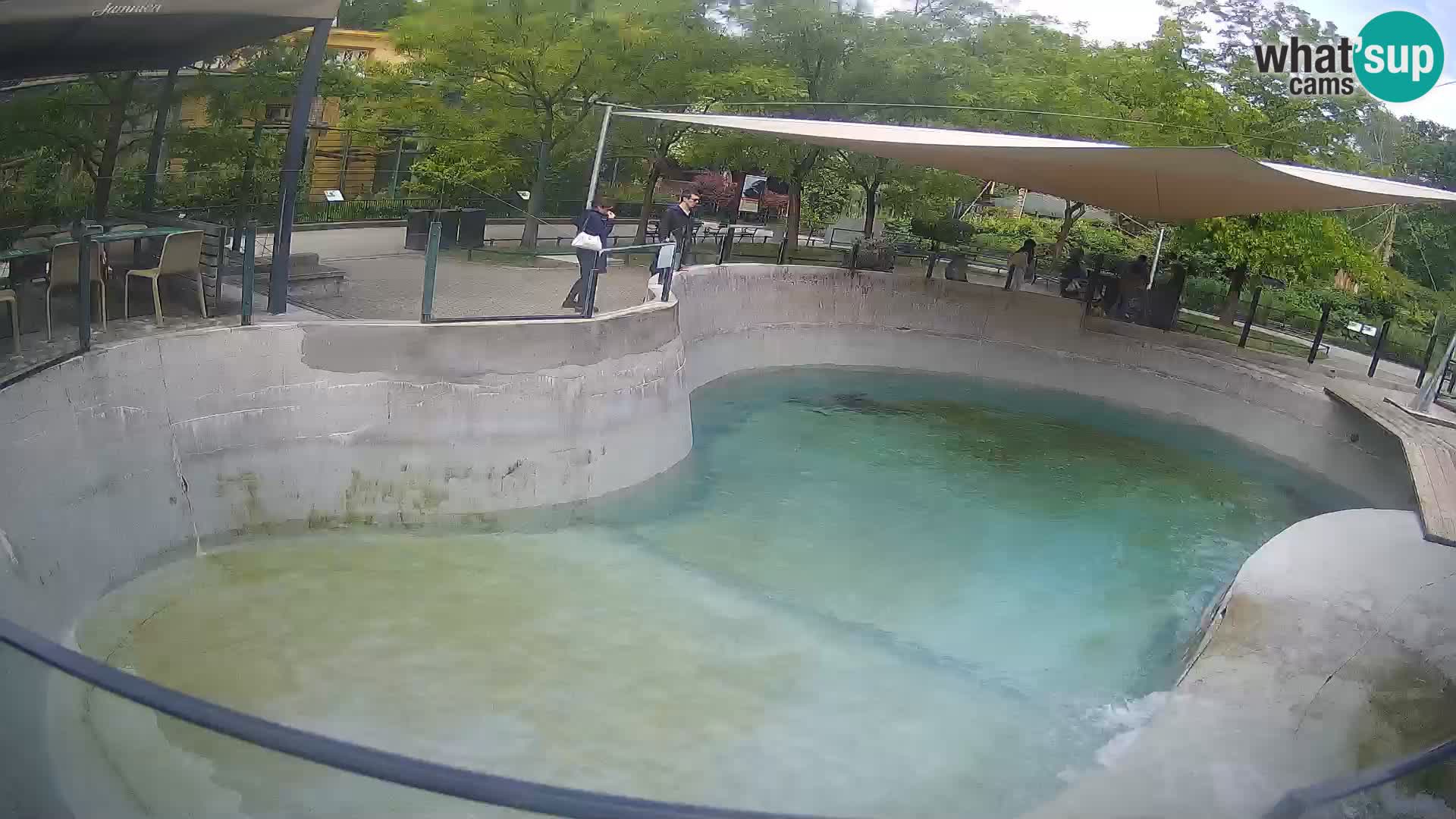 Zoo Zagreb – California Sea Lion