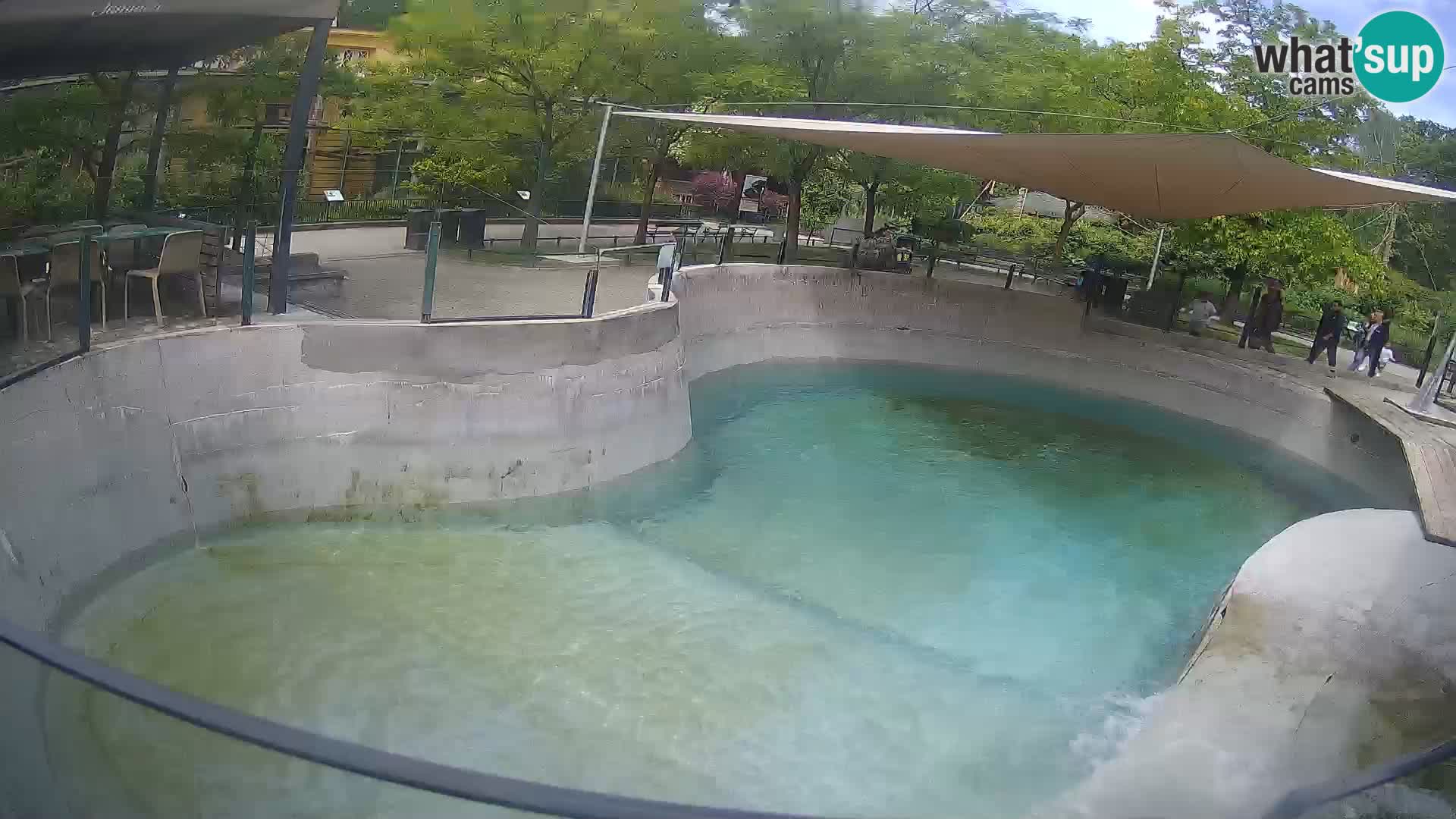 Zoo Zagreb – Otaria della California