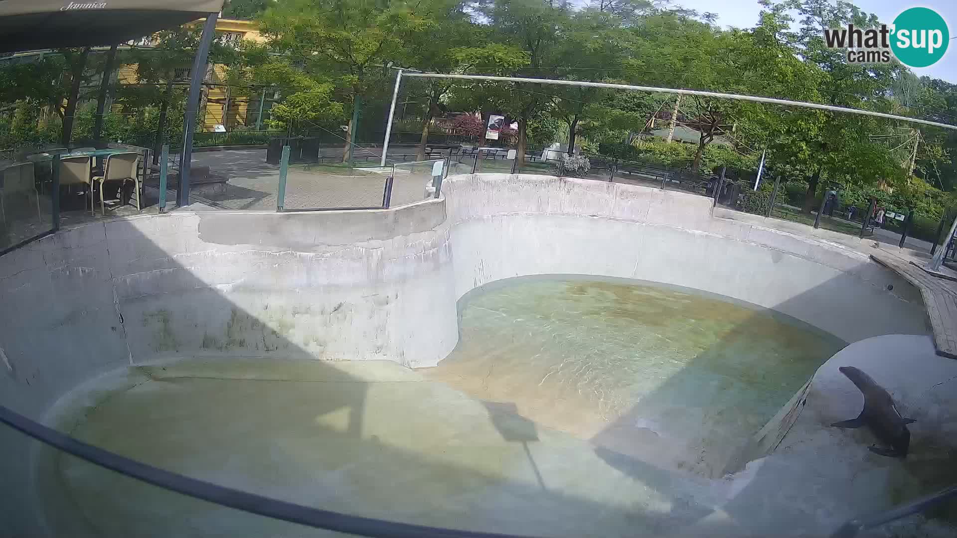 Zoo Zagreb – Kalifornijski morski lav