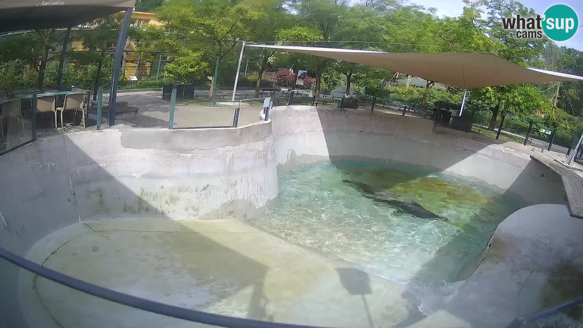 Zoo Zagreb – Kalifornijski morski lev