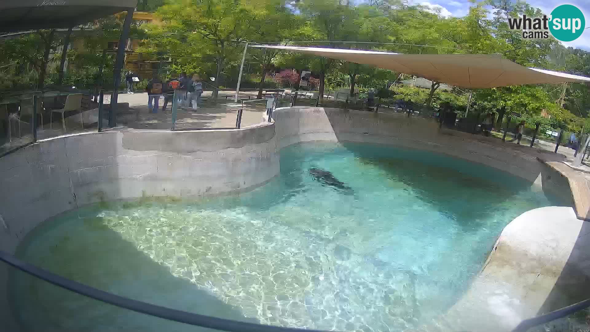 Zoo Zagreb – California Sea Lion