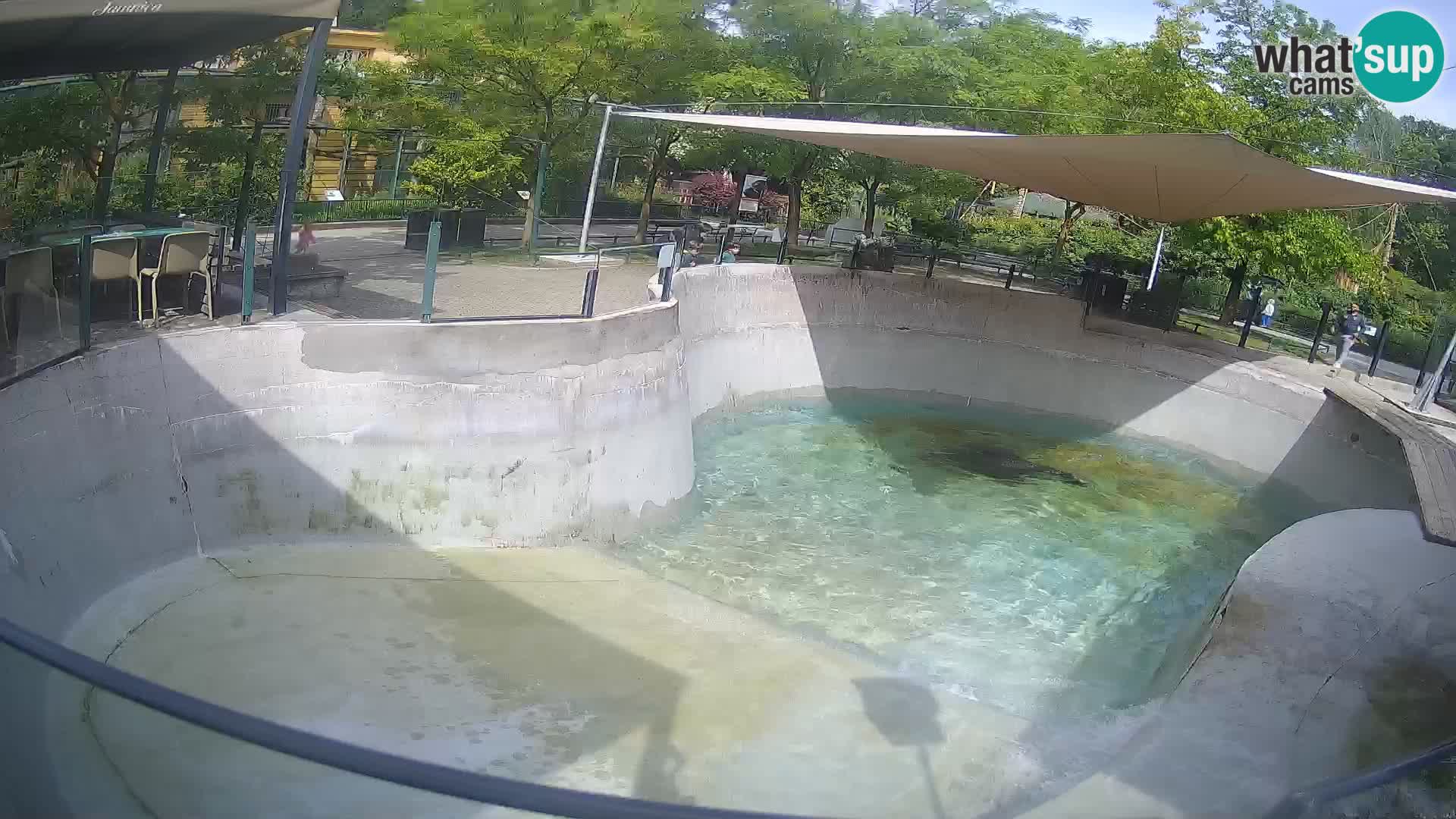 Zoo Zagreb – Otaria della California
