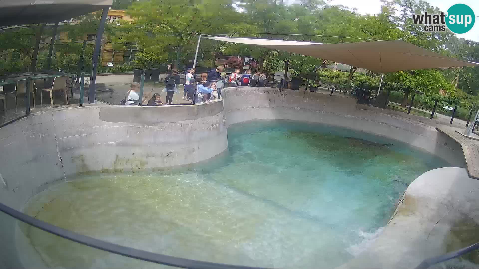 Zoo Zagreb – California Sea Lion