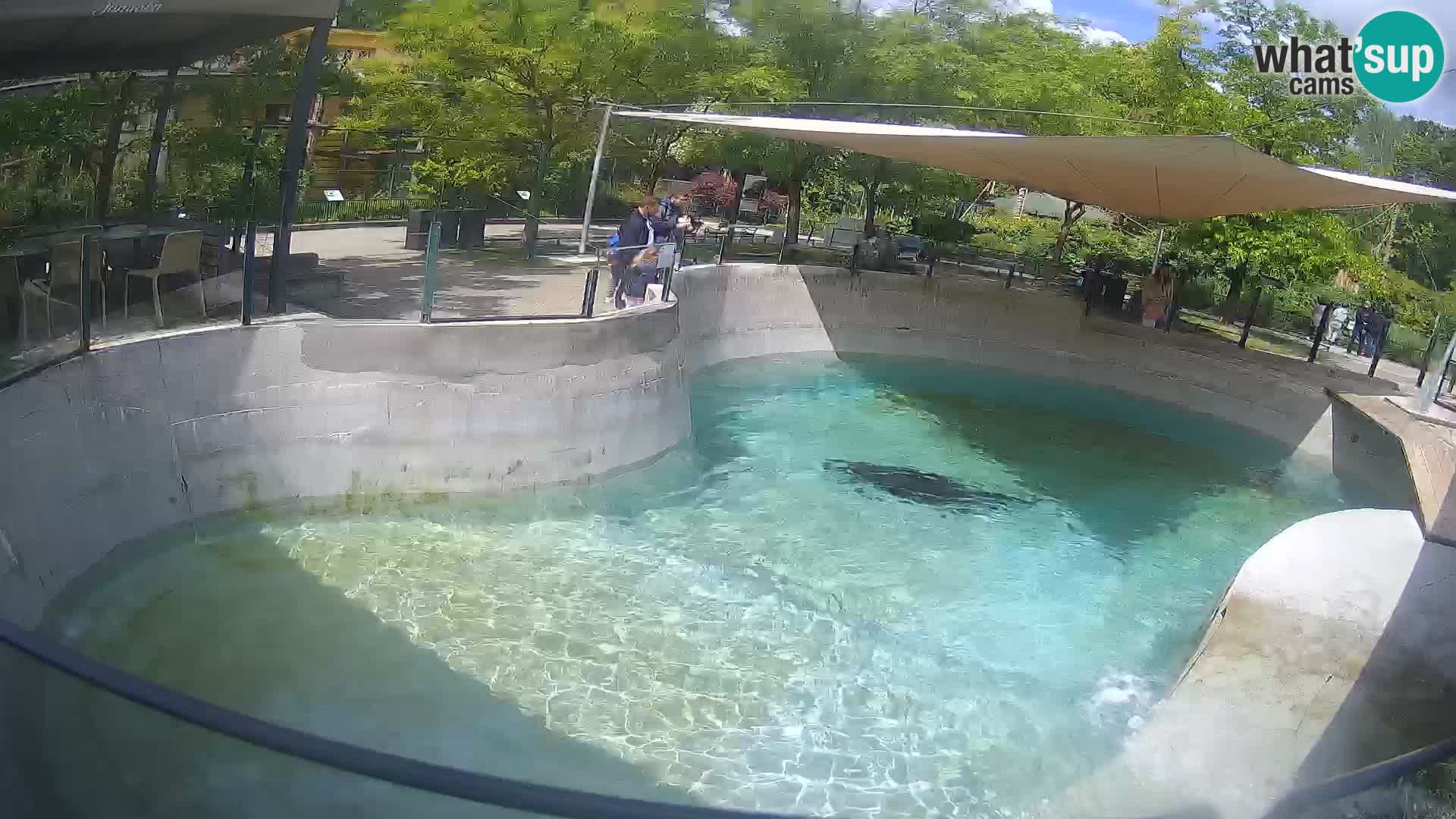 Zoo Zagreb – Kalifornijski morski lav