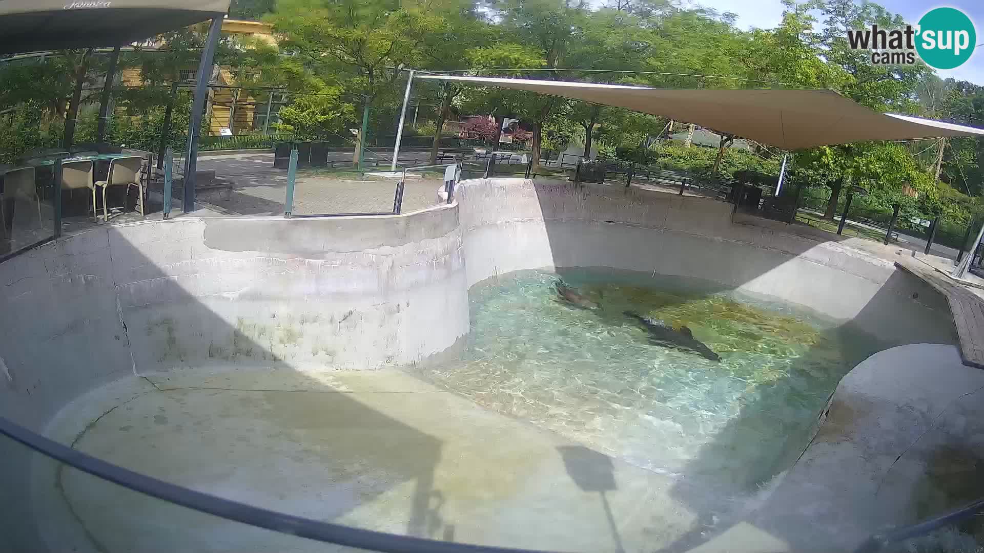 Zoo Zagreb – Otaria della California