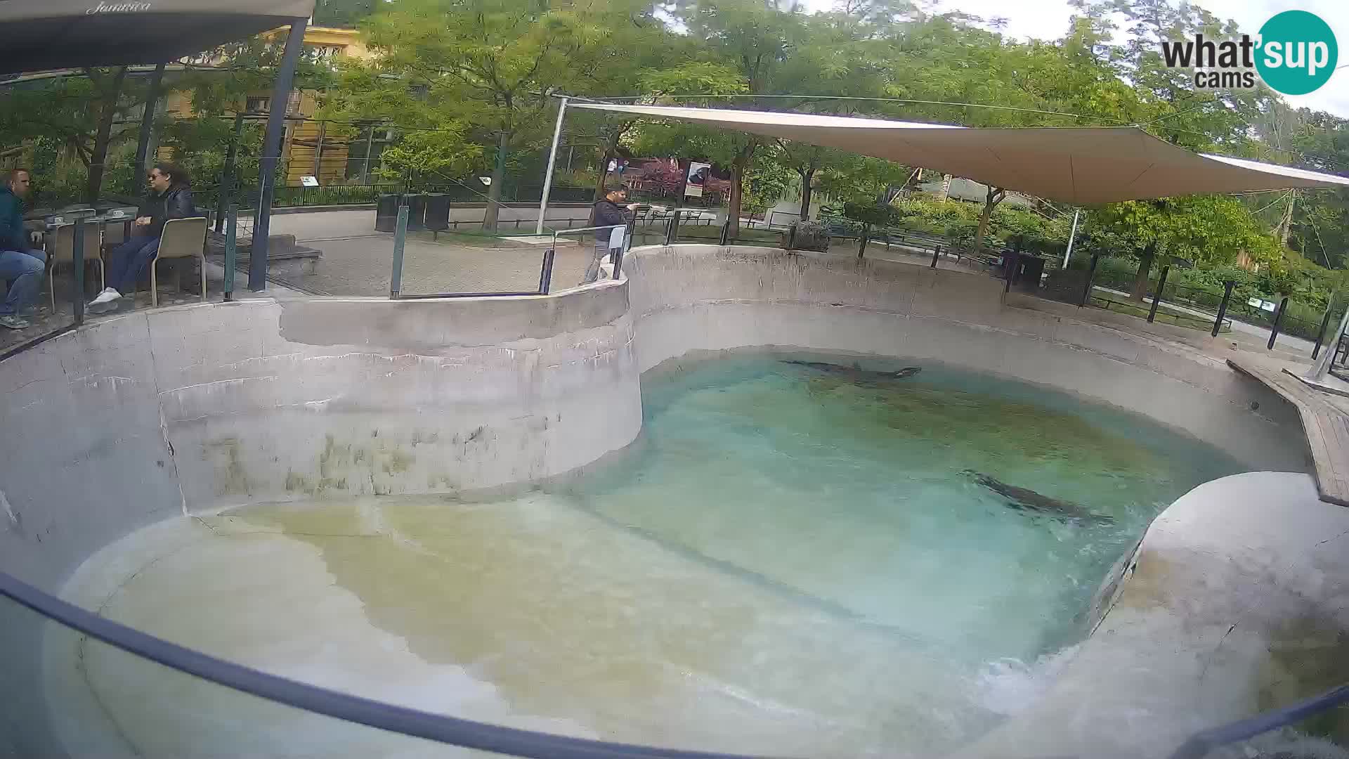 Zoo Zagreb – Kalifornijski morski lav