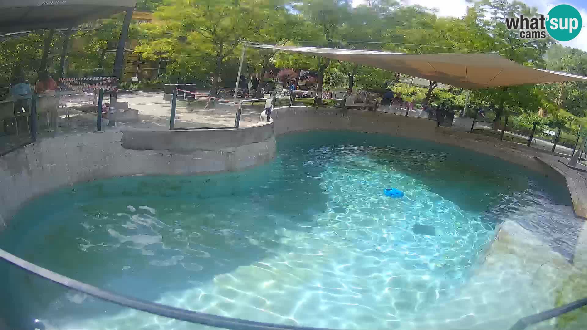 Zoo Zagreb – Kalifornijski morski lev