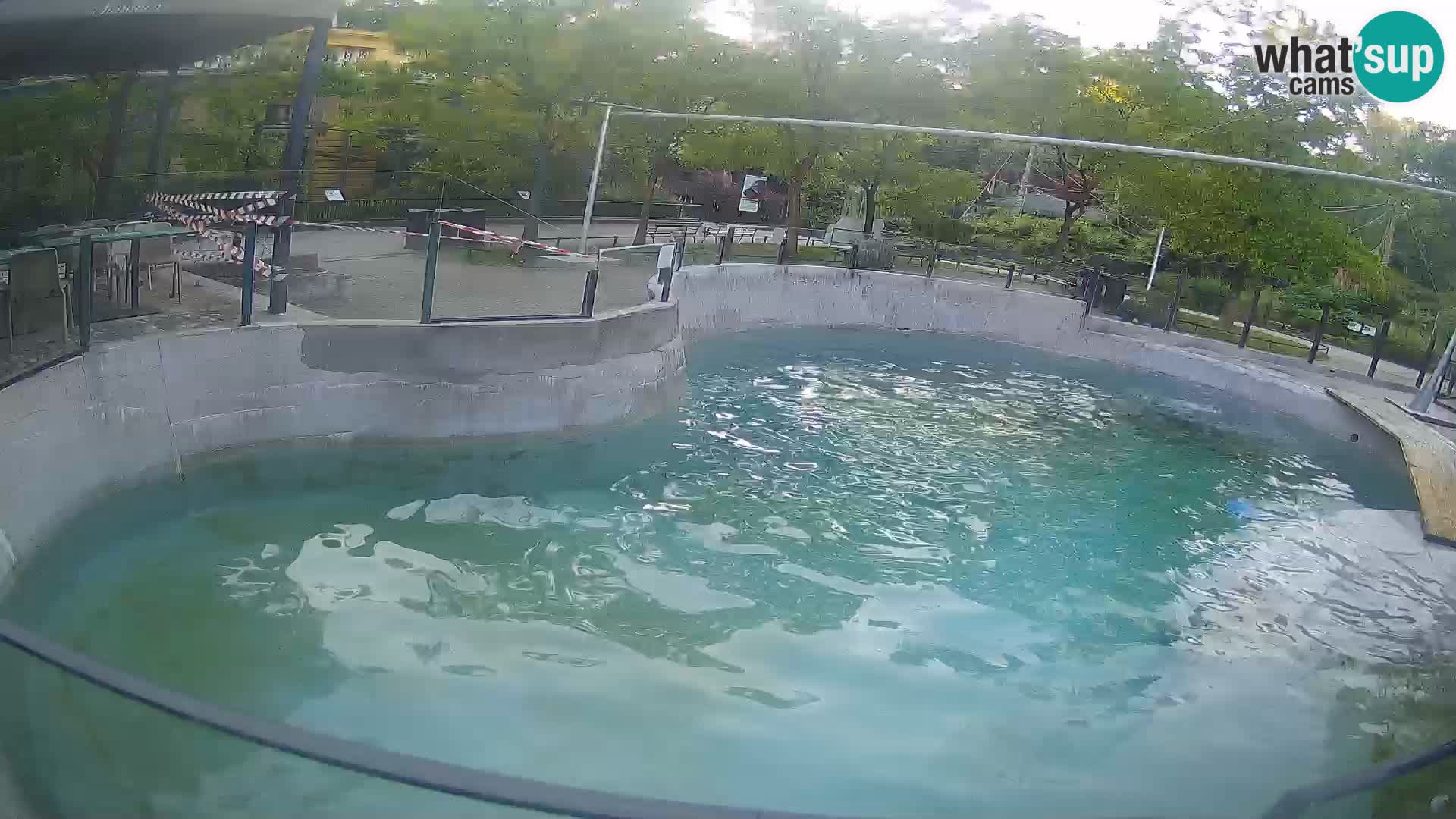 Zoo Zagreb – Otaria della California