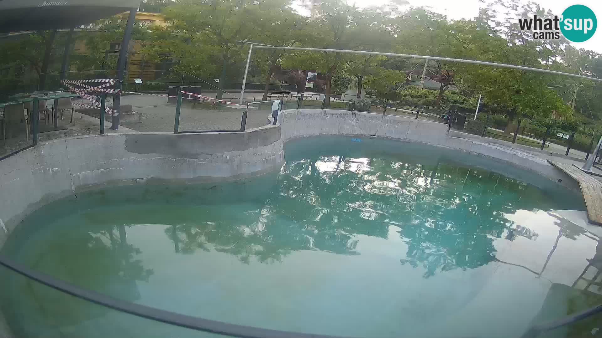 Zoo Zagreb – California Sea Lion