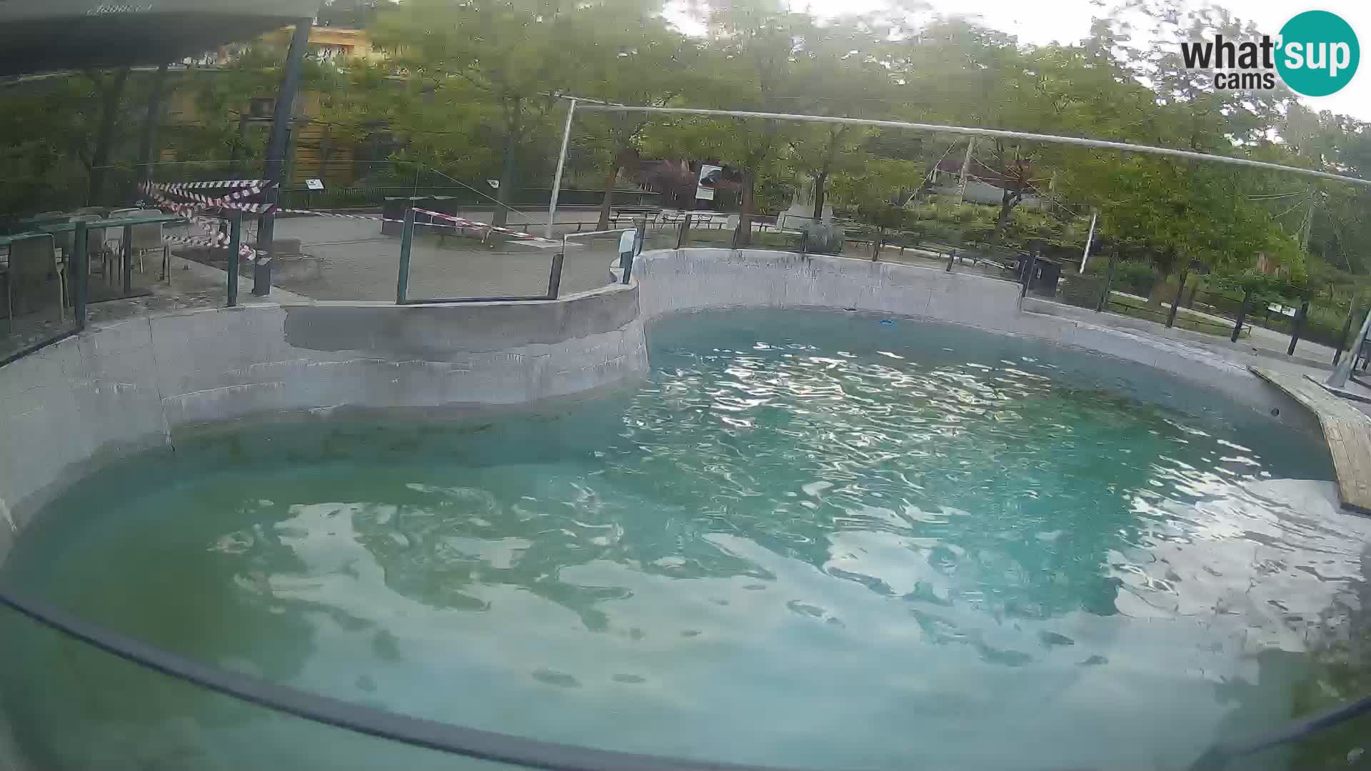 Zoo Zagreb – Kalifornijski morski lev