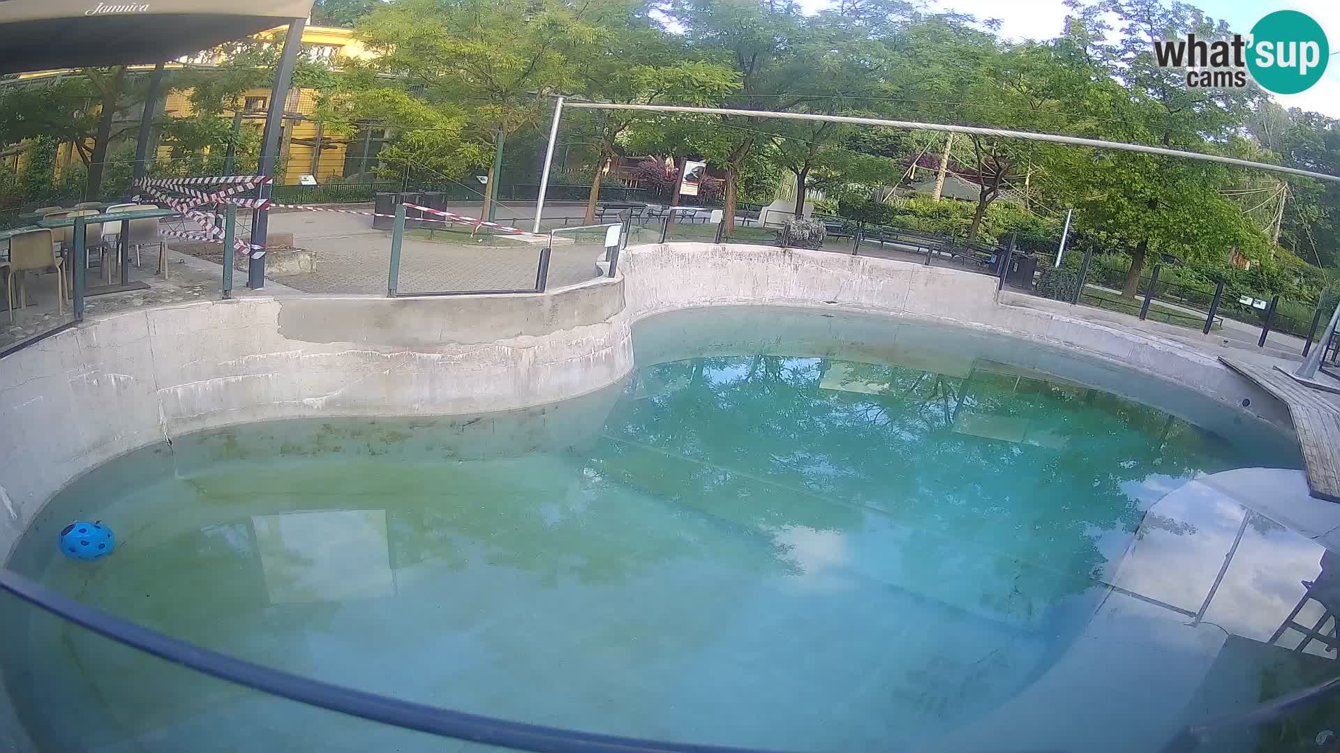 Zoo Zagreb – Kalifornijski morski lav