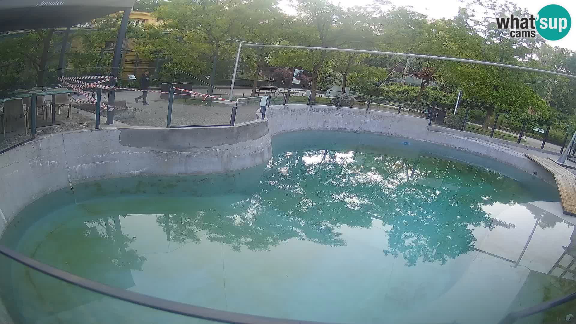 Zoo Zagreb – Otaria della California