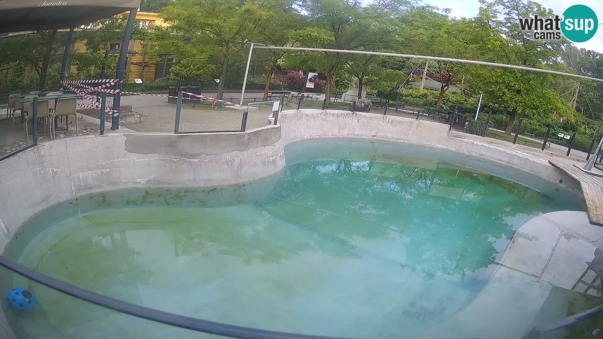 Zoo Zagreb – Kalifornischer Seelöwe