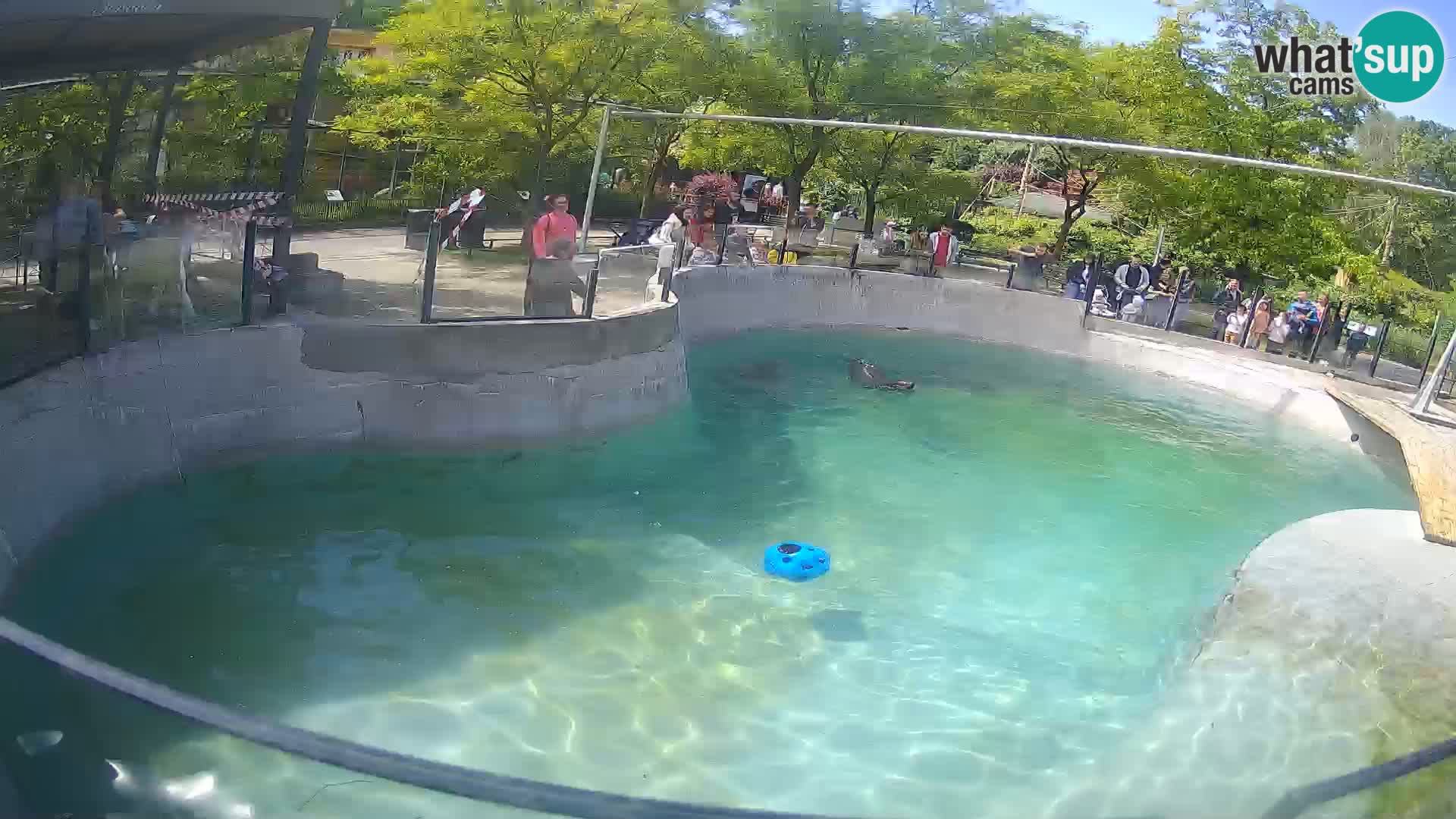Zoo Zagreb – California Sea Lion