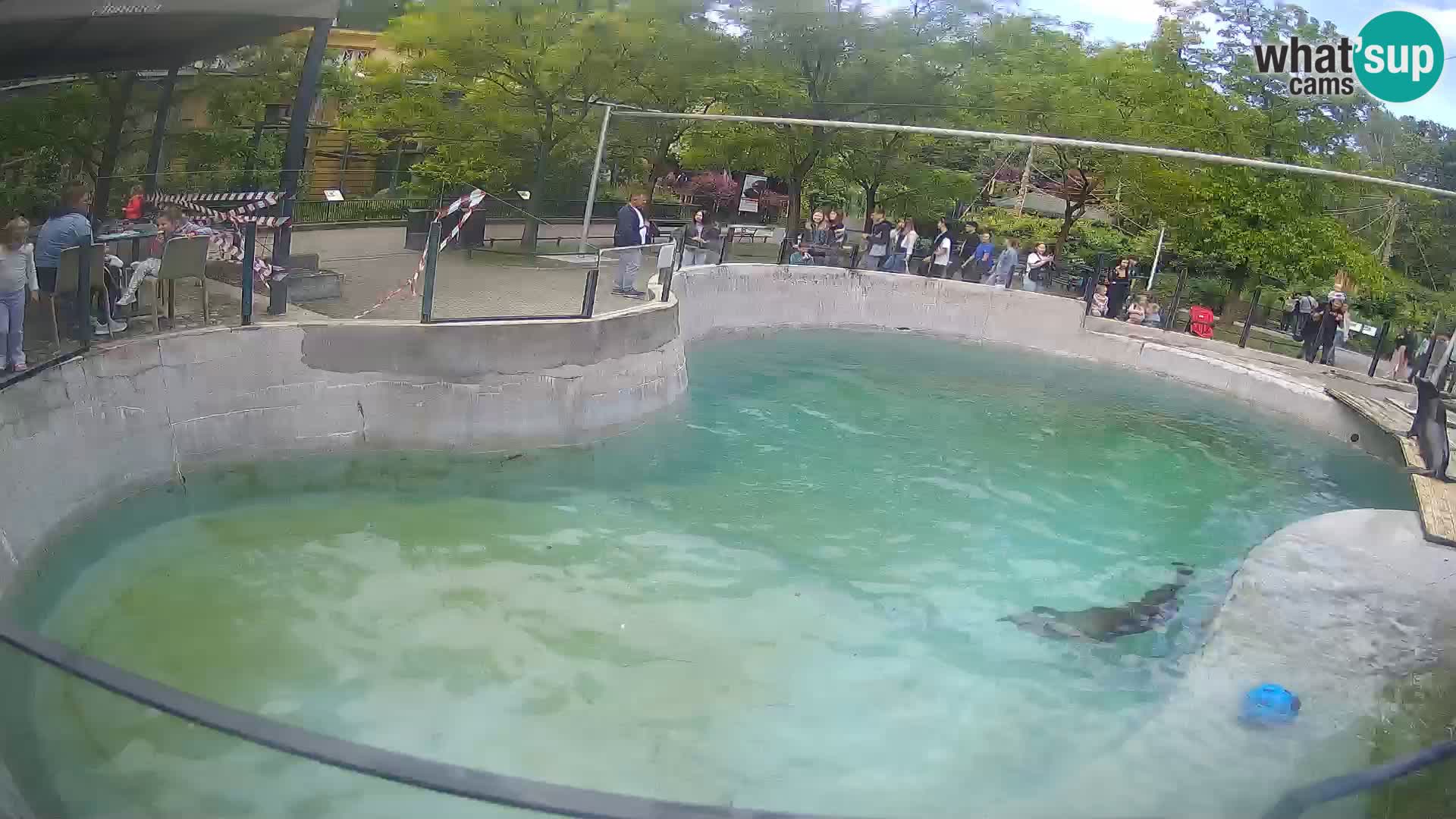 Zoo Zagreb –  León marino de California