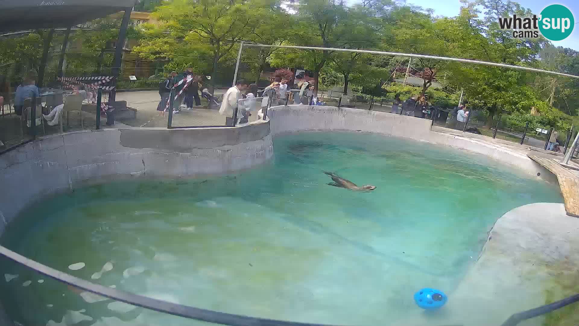 Zoo Zagreb – Kalifornijski morski lev