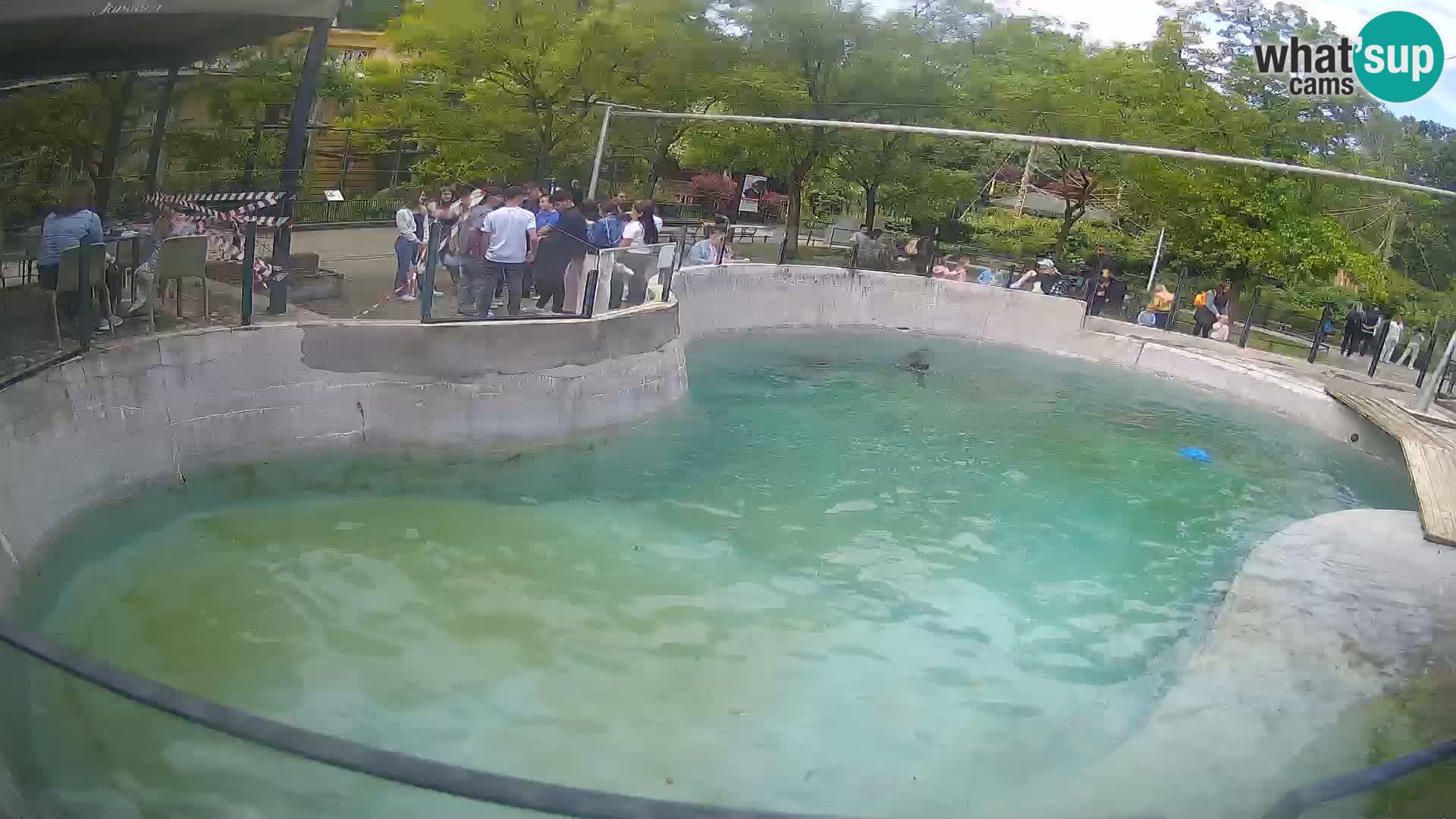 Zoo Zagreb – Kalifornijski morski lav