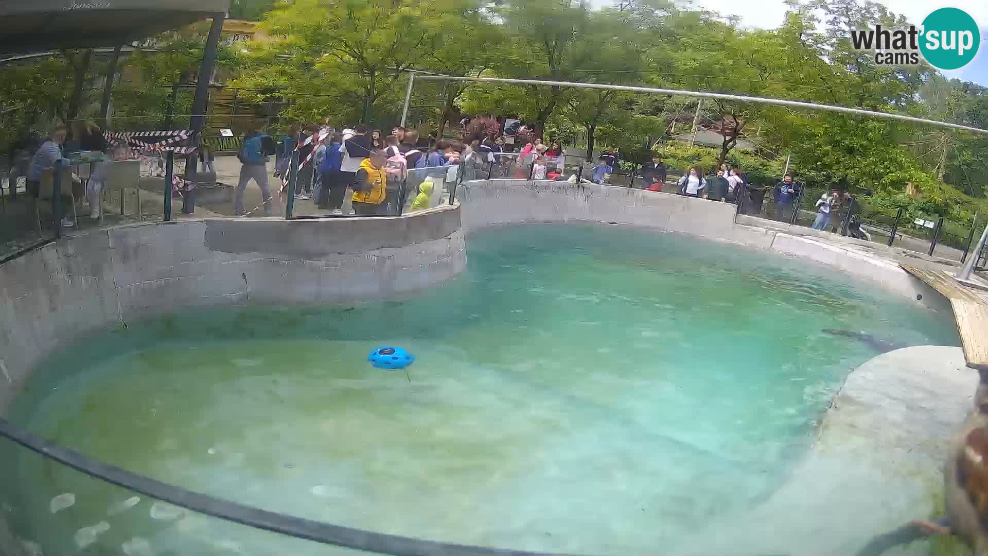 Zoo Zagreb – Kalifornijski morski lav