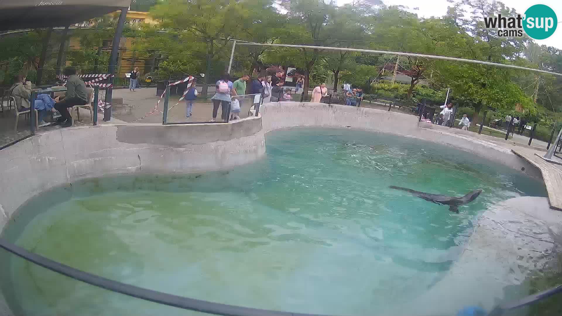 Zoo Zagreb – Kalifornischer Seelöwe