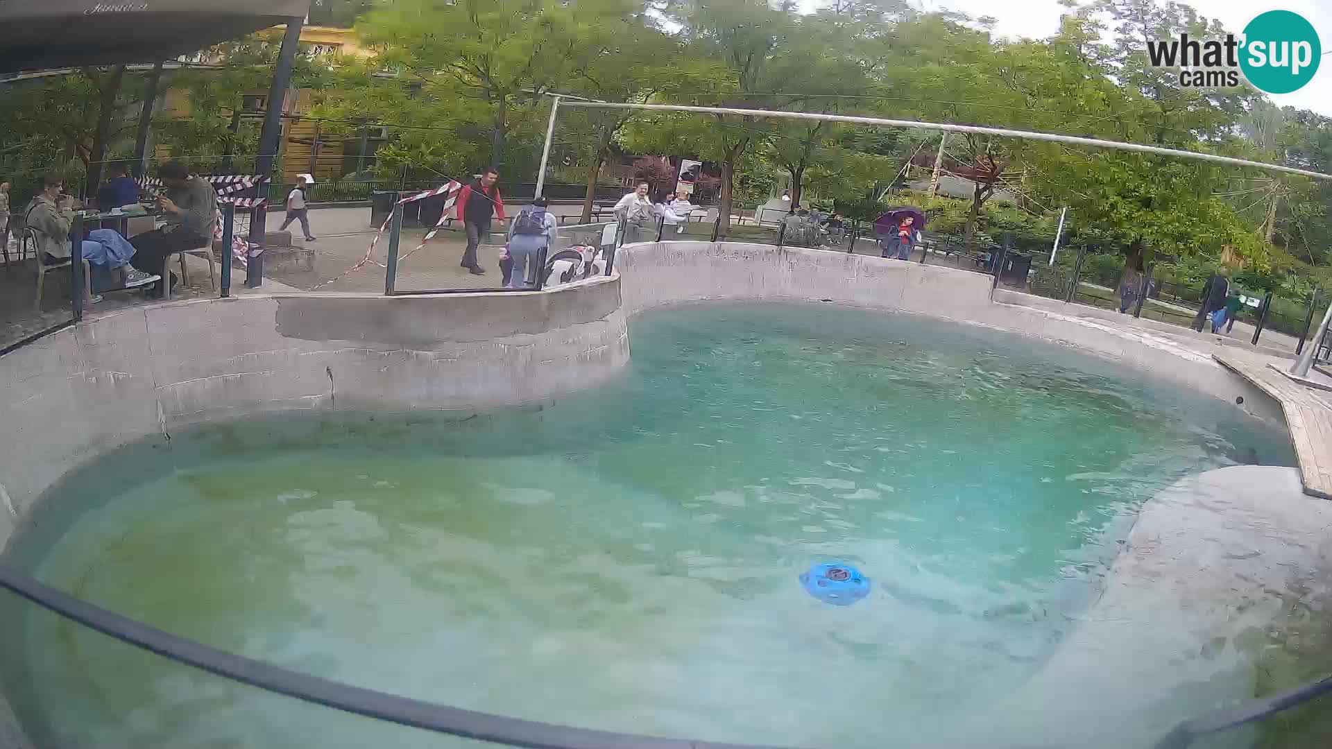 Zoo Zagreb – Kalifornischer Seelöwe