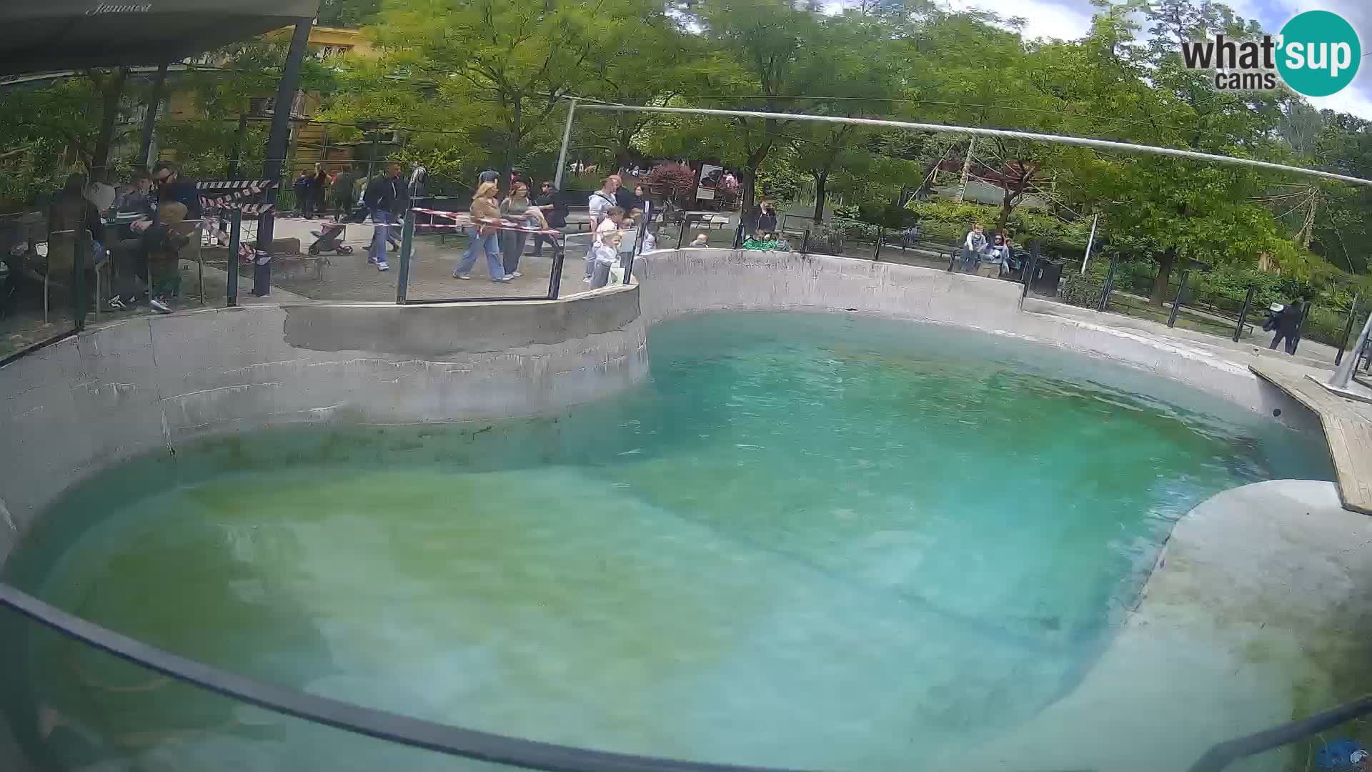 Zoo Zagreb – Otaria della California