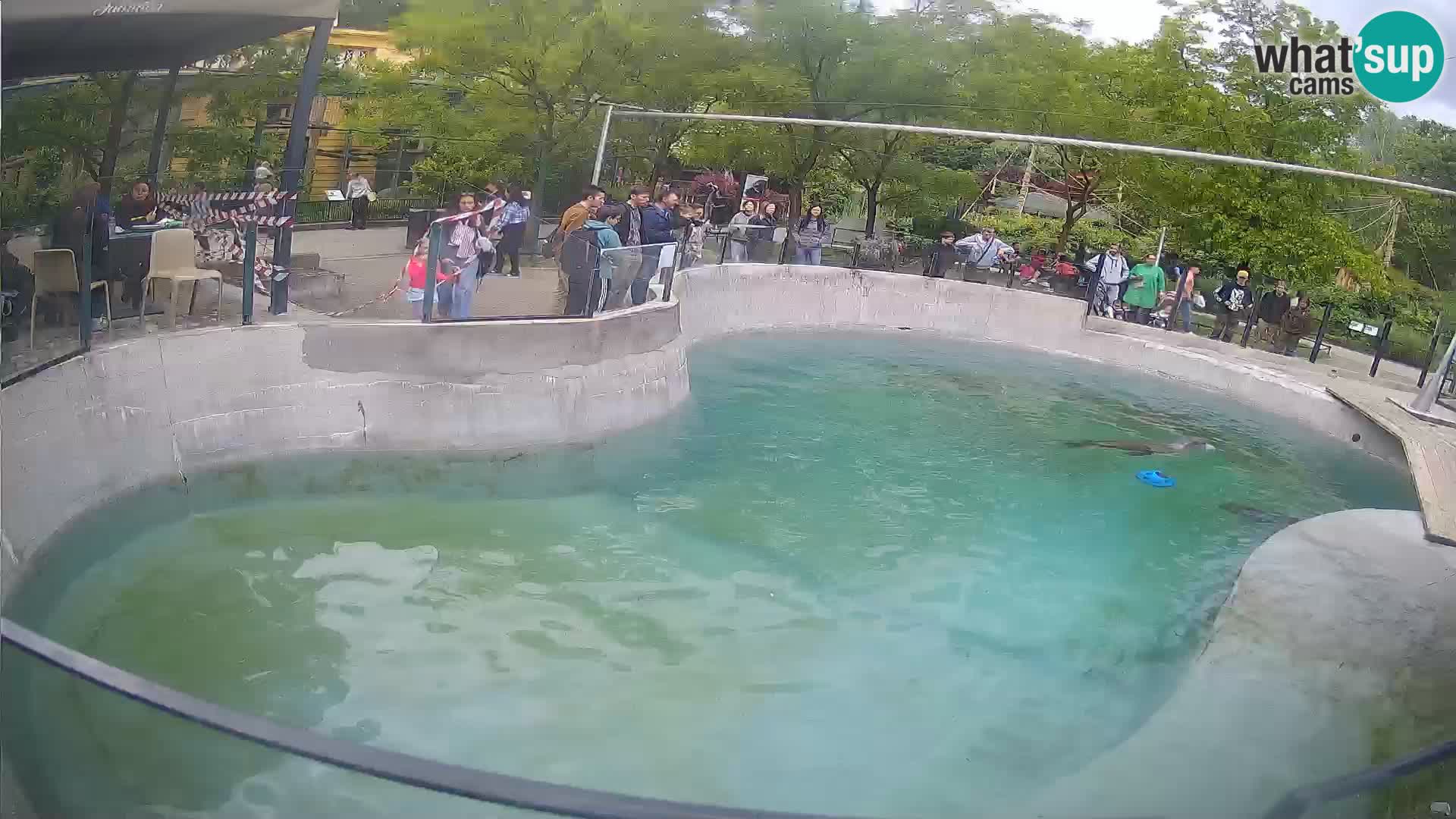Zoo Zagreb – Kalifornischer Seelöwe