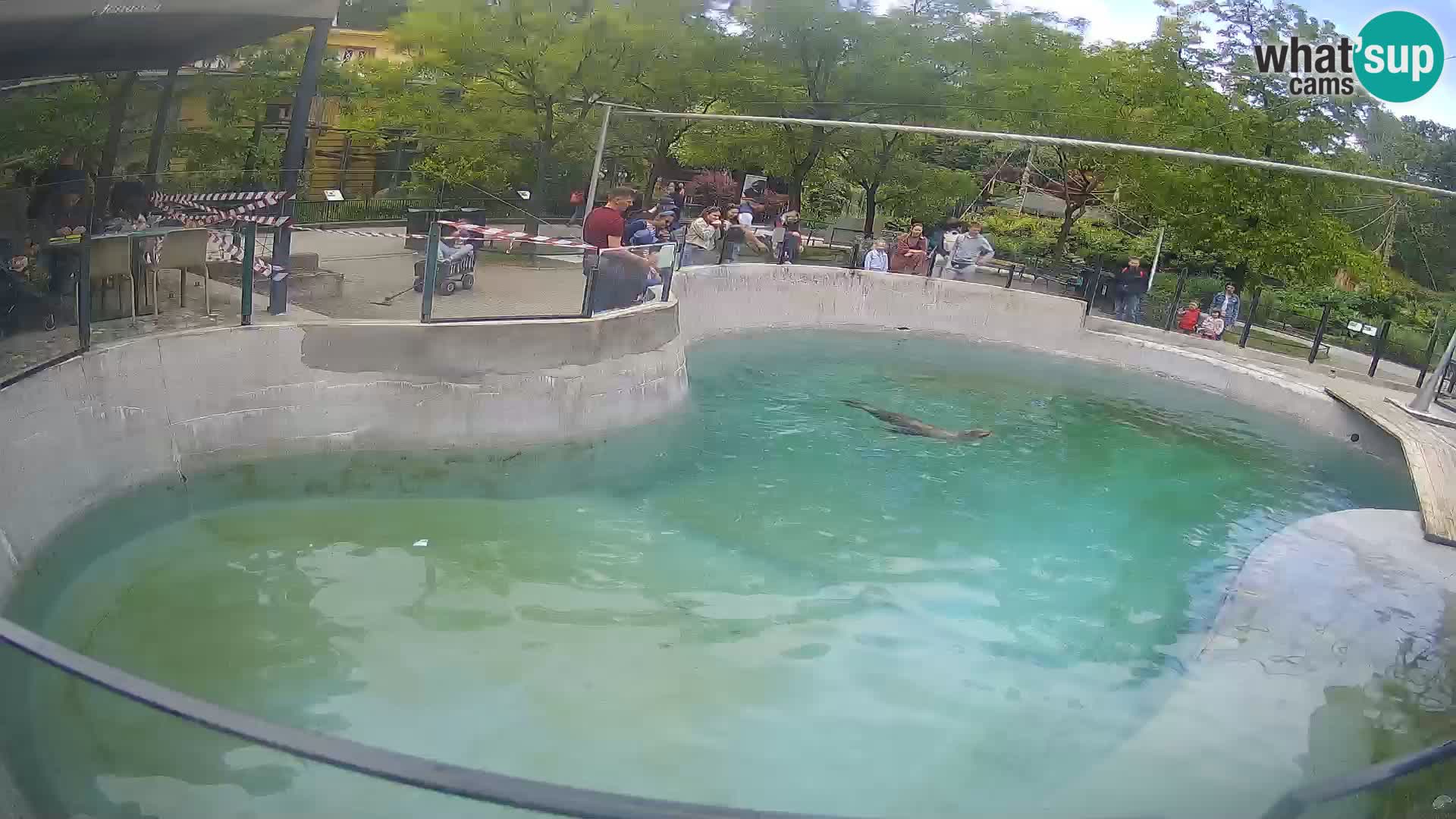 Zoo Zagreb – Otaria della California