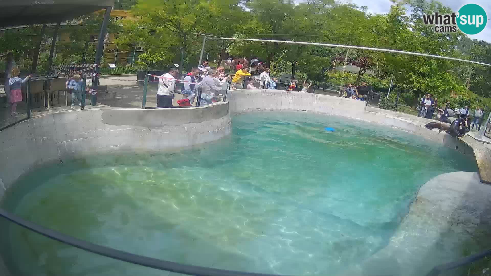 Zoo Zagreb – Kalifornijski morski lav