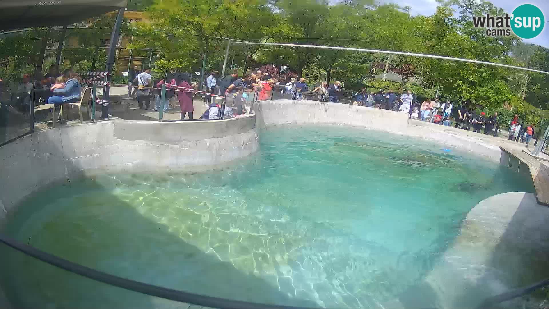 Zoo Zagreb – Otaria della California