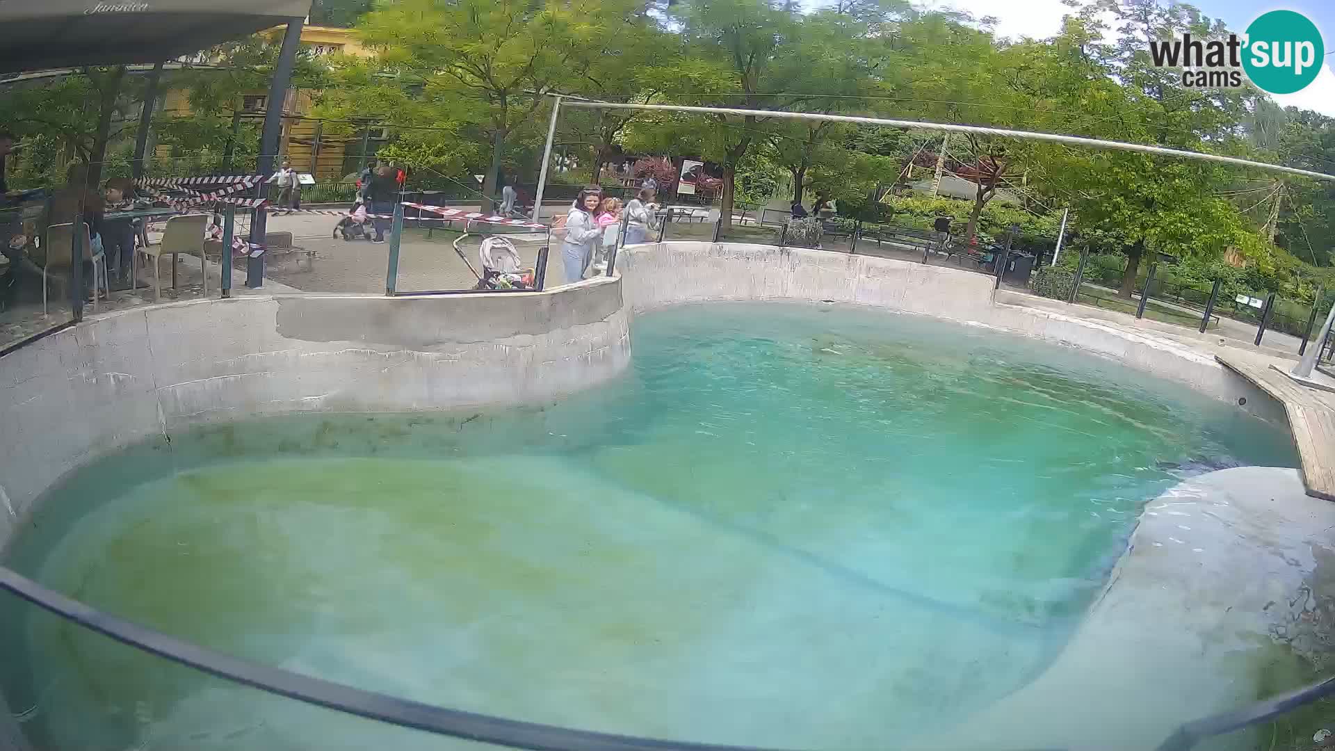 Zoo Zagreb – California Sea Lion