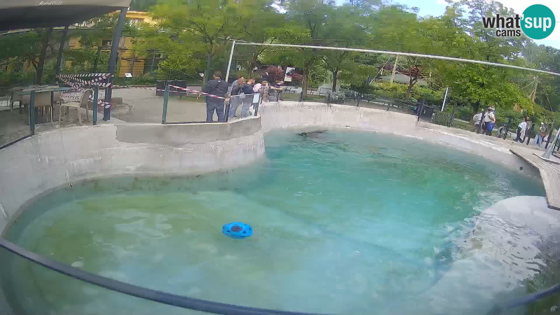 Zoo Zagreb – Kalifornischer Seelöwe