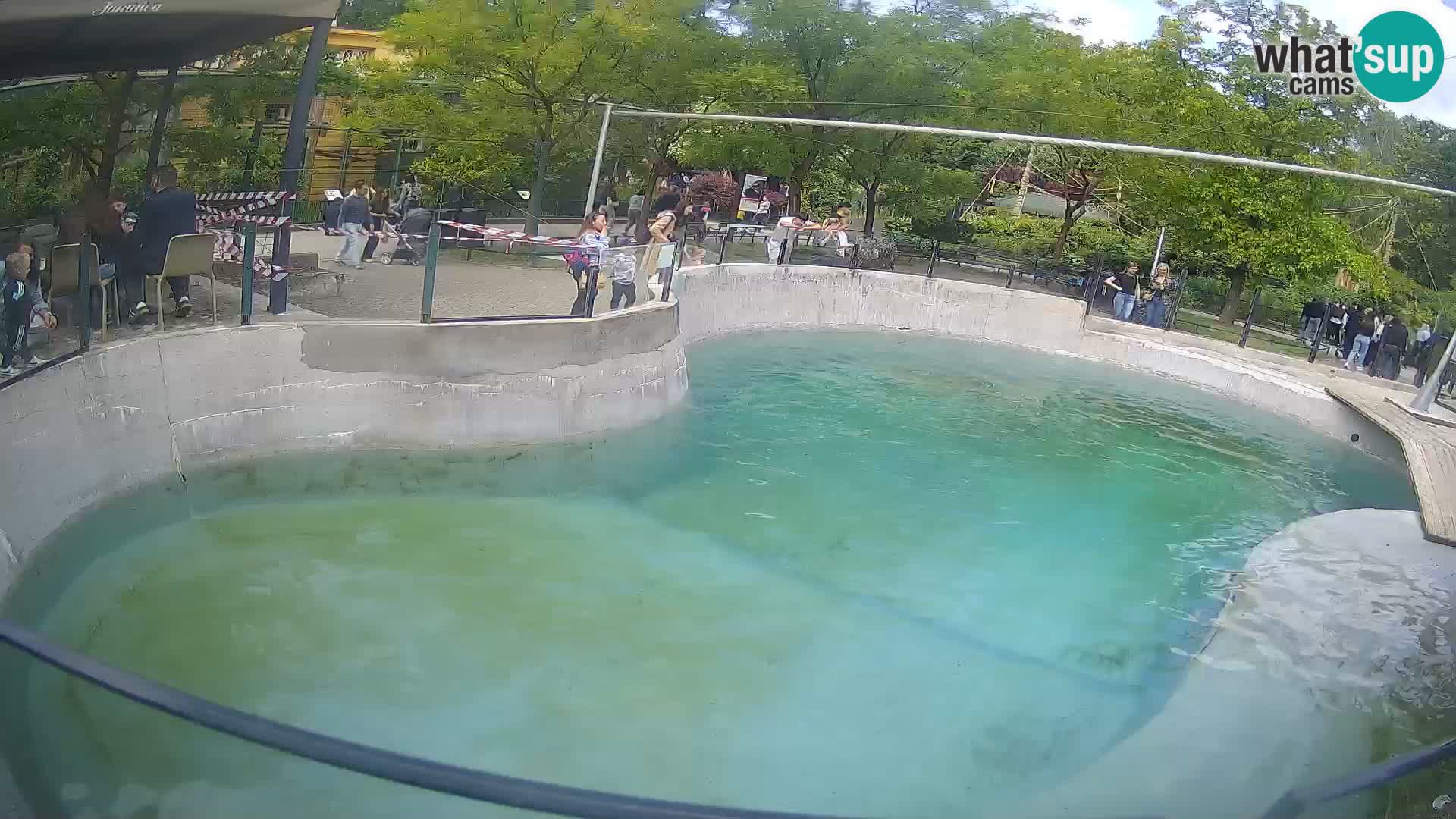 Zoo Zagreb –  León marino de California
