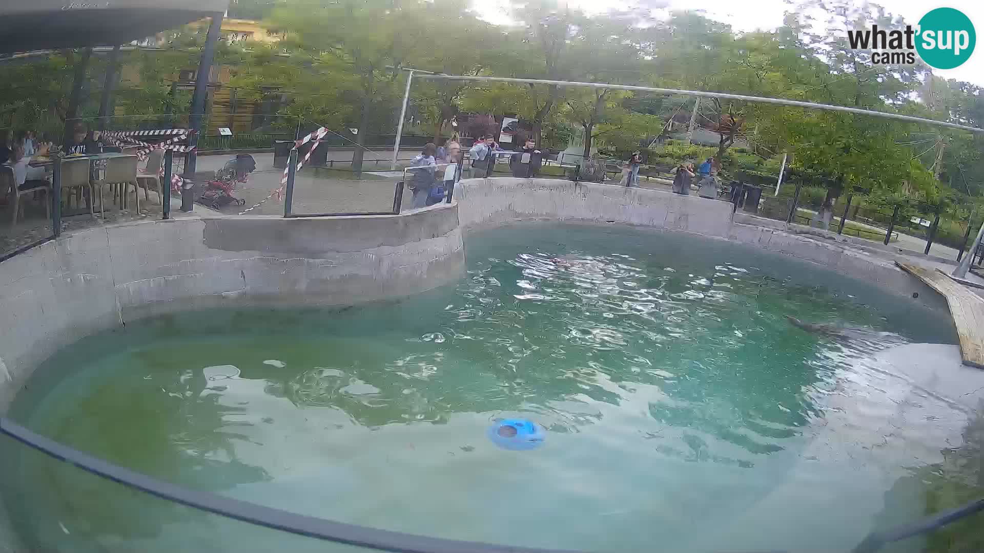 Zoo Zagreb – Kalifornijski morski lev