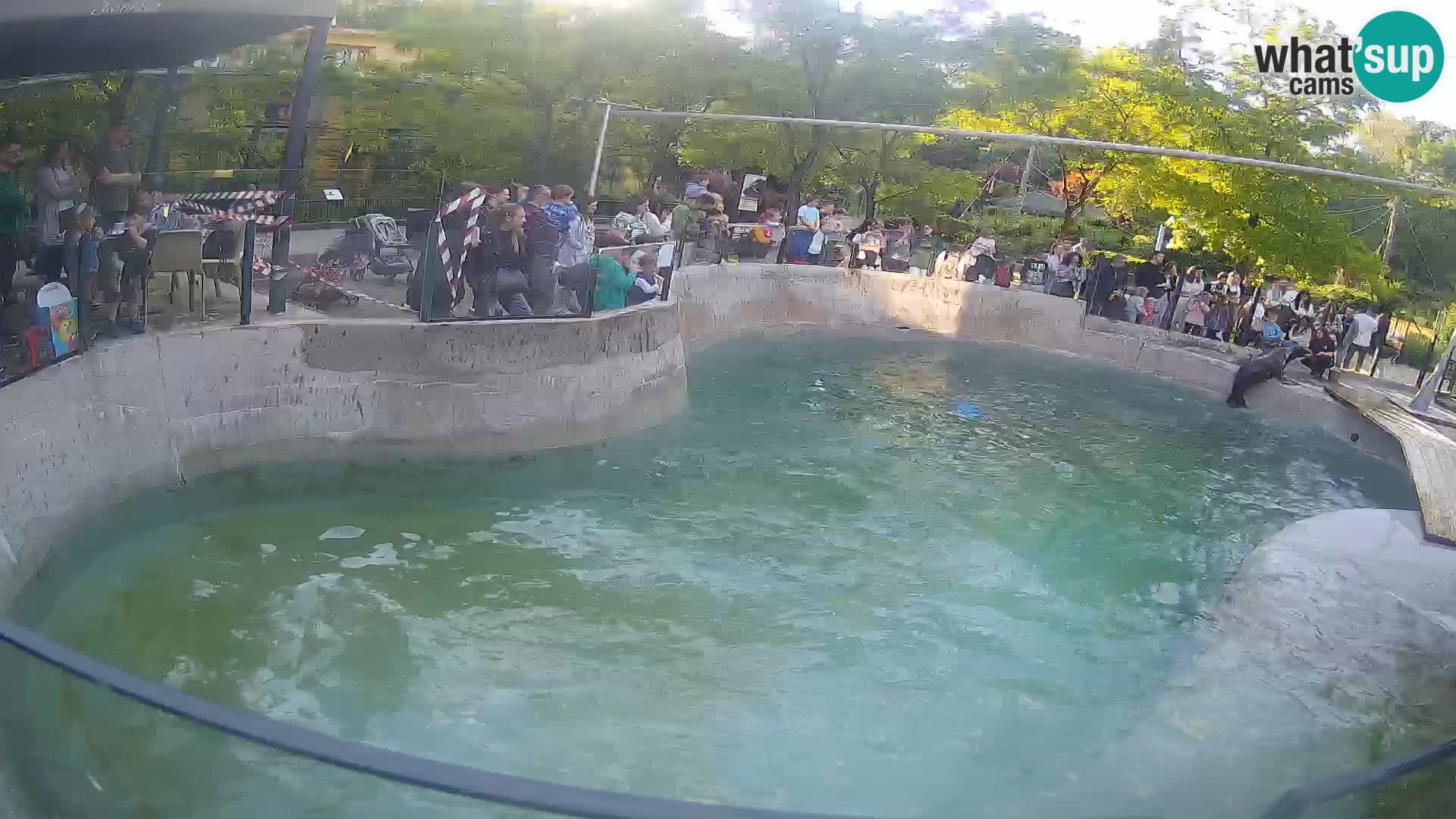 Zoo Zagreb – California Sea Lion