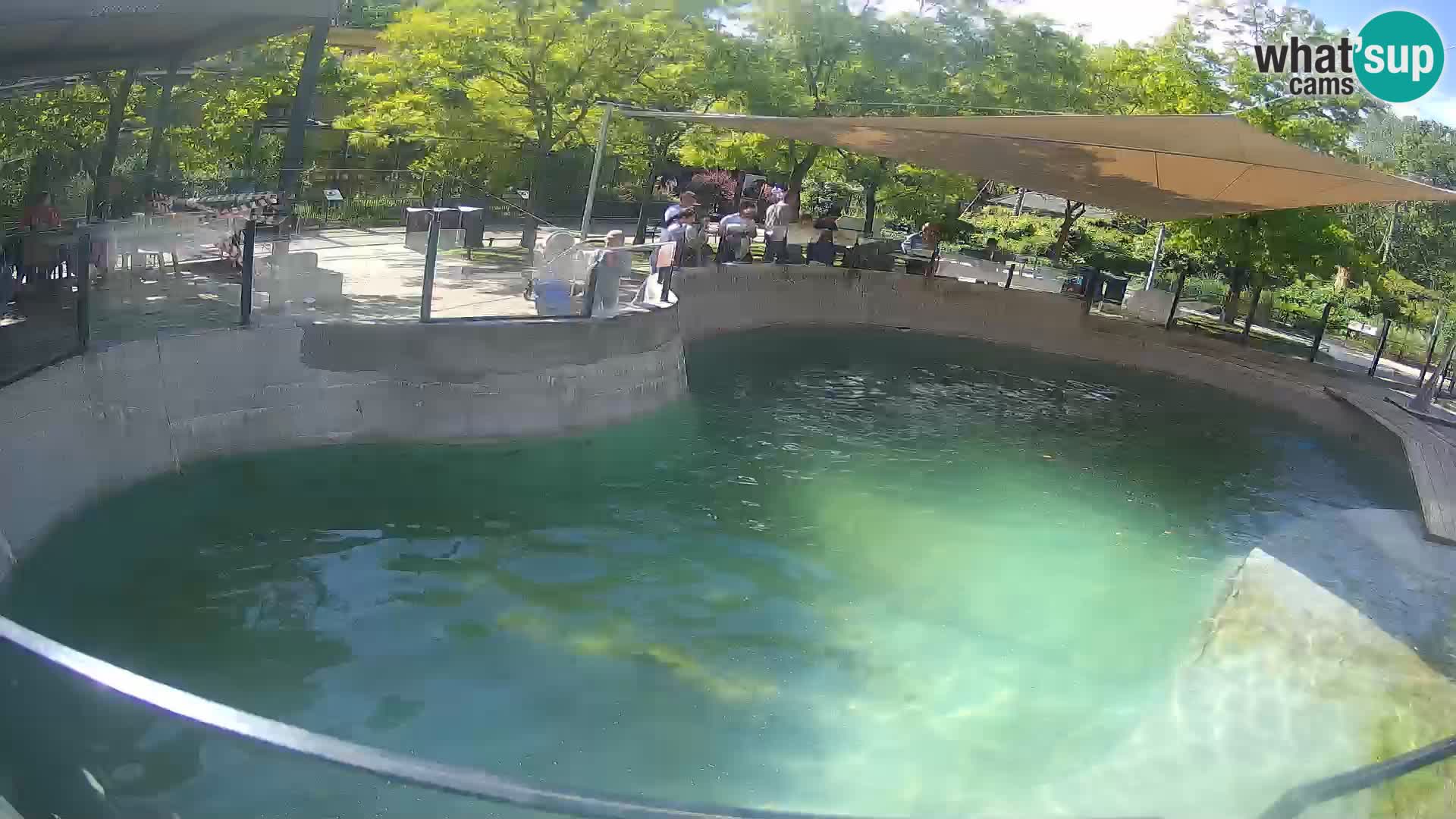 Zoo Zagreb – Kalifornischer Seelöwe