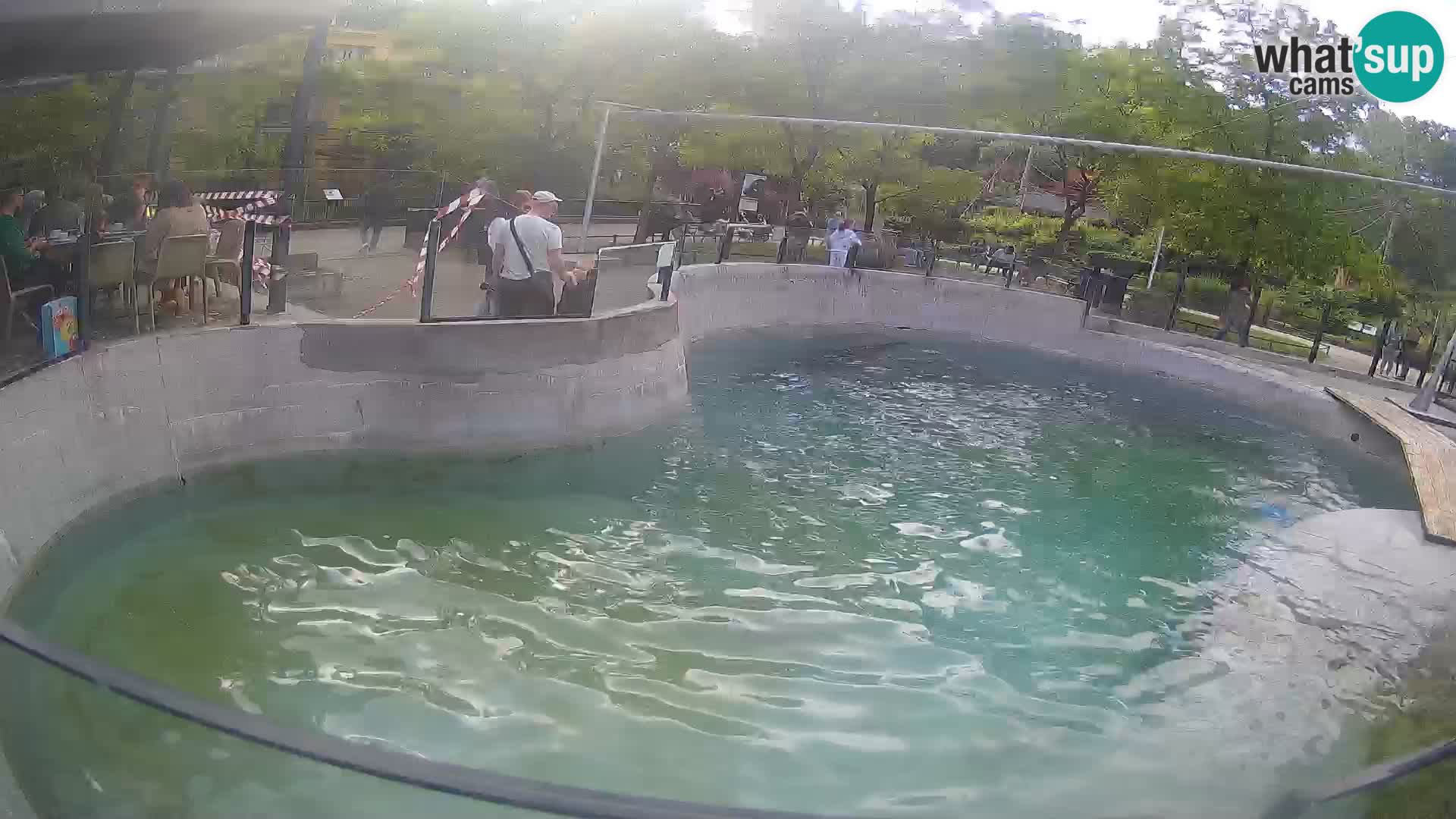 Zoo Zagreb – Otaria della California