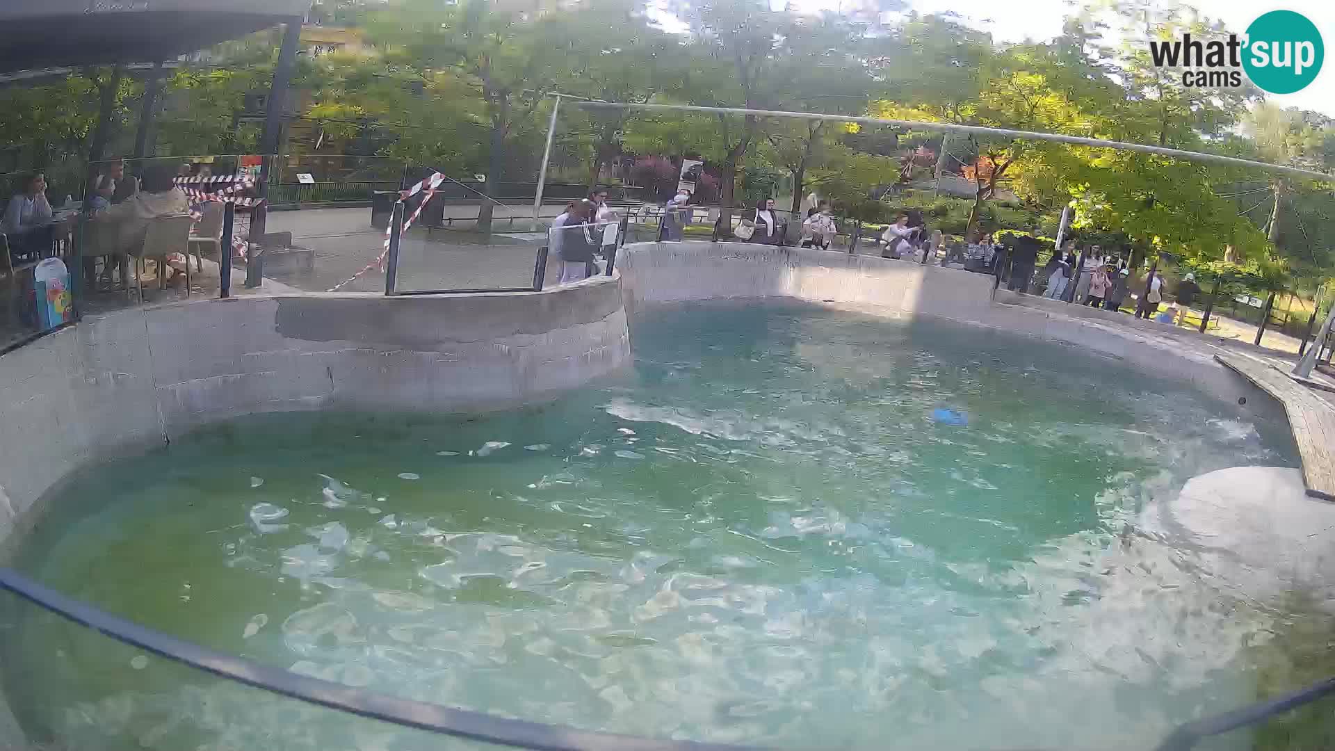 Zoo Zagreb – Kalifornijski morski lev