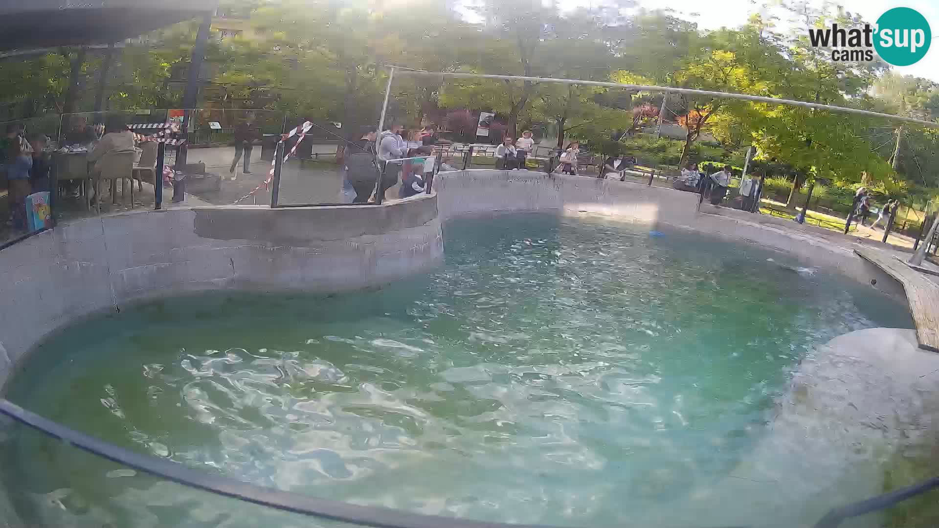 Zoo Zagreb – California Sea Lion