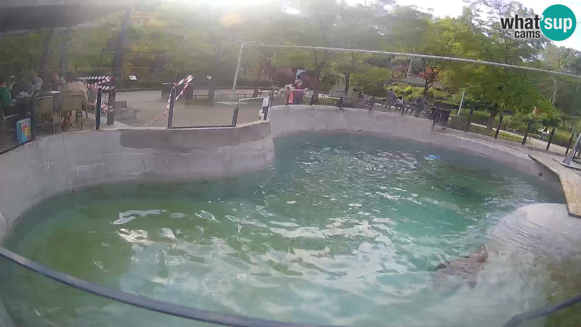 Zoo Zagreb –  León marino de California