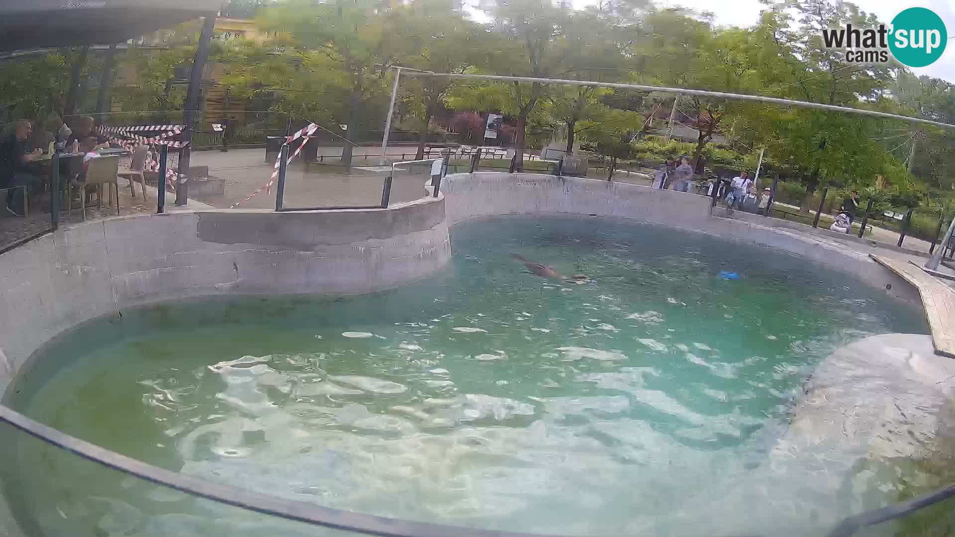 Zoo Zagreb – Kalifornijski morski lav